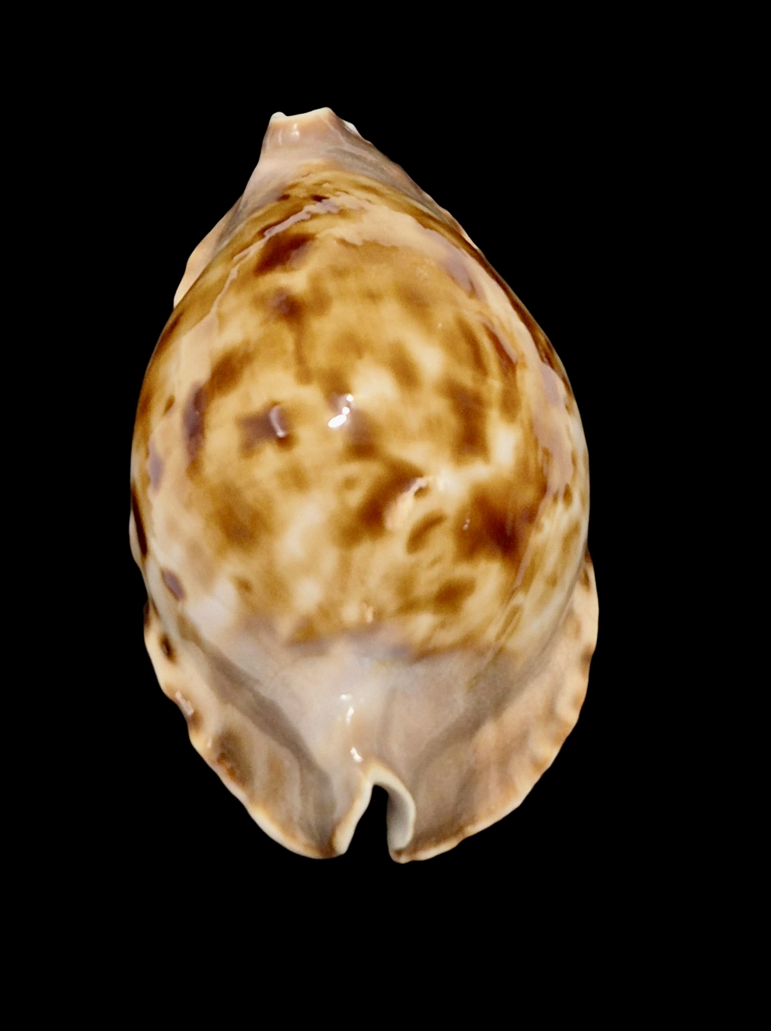 BC146 Zoila marginata f. consueta NICE - Image 4