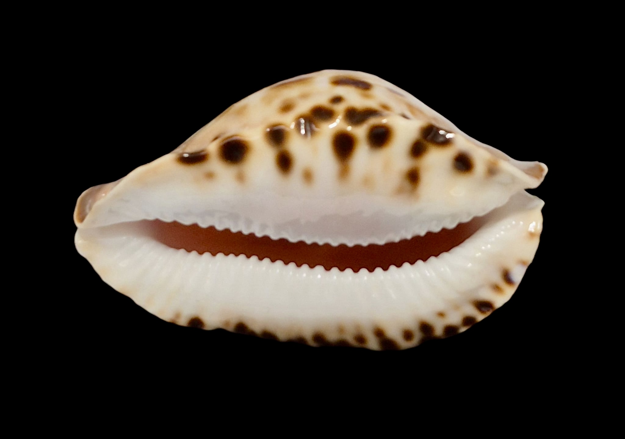 BC146 Zoila marginata f. consueta NICE - Image 5