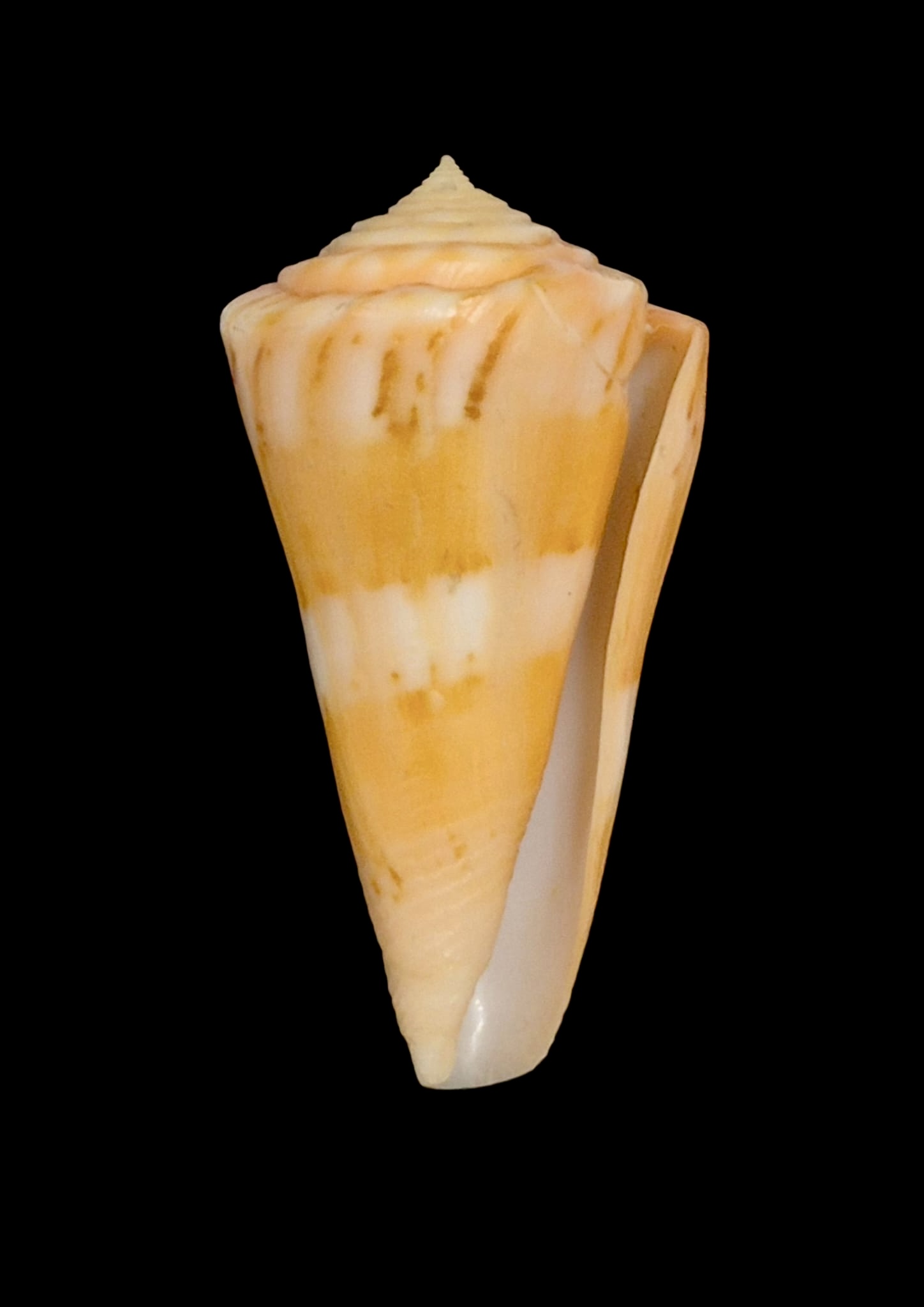 BC148 Conus vikingorum RARE - Image 2