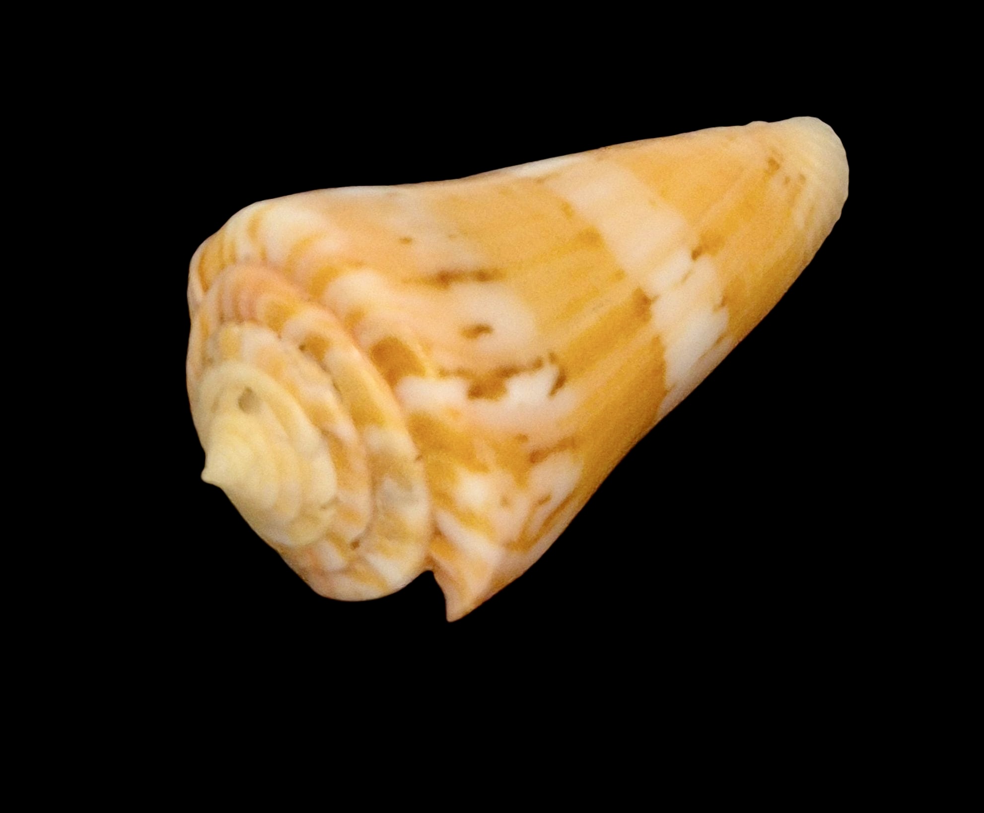 BC148 Conus vikingorum RARE - Image 3