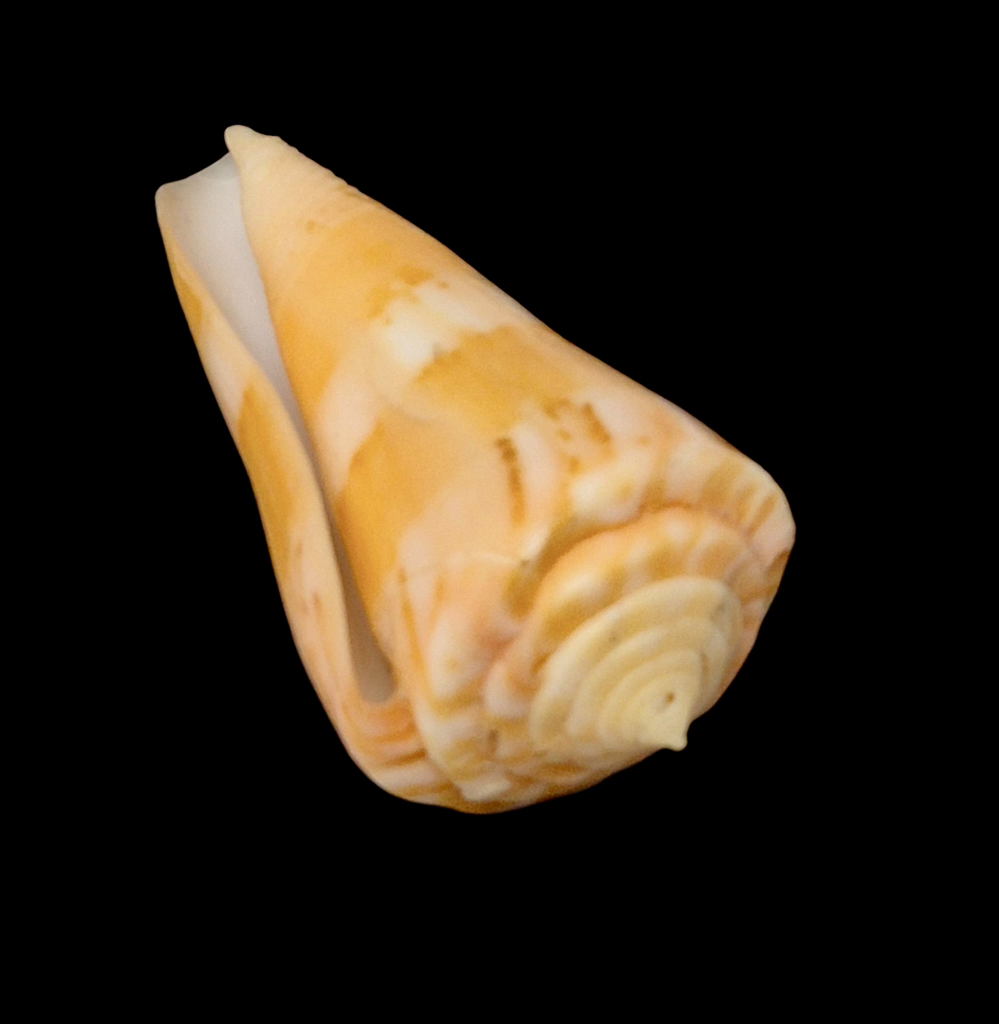 BC148 Conus vikingorum RARE - Image 4