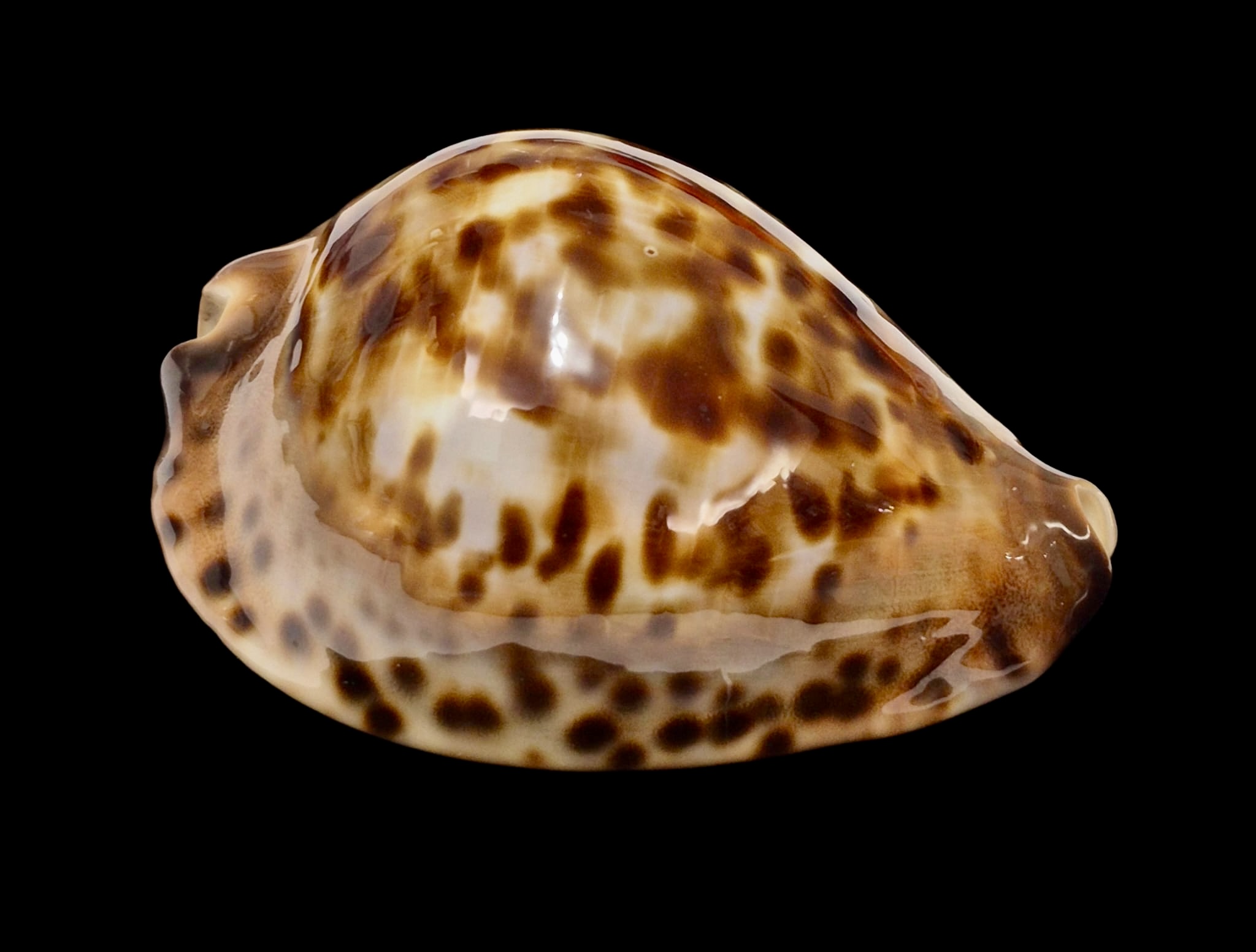 BC149 Zoila jeaniana f. sherylae BIG! - Image 2