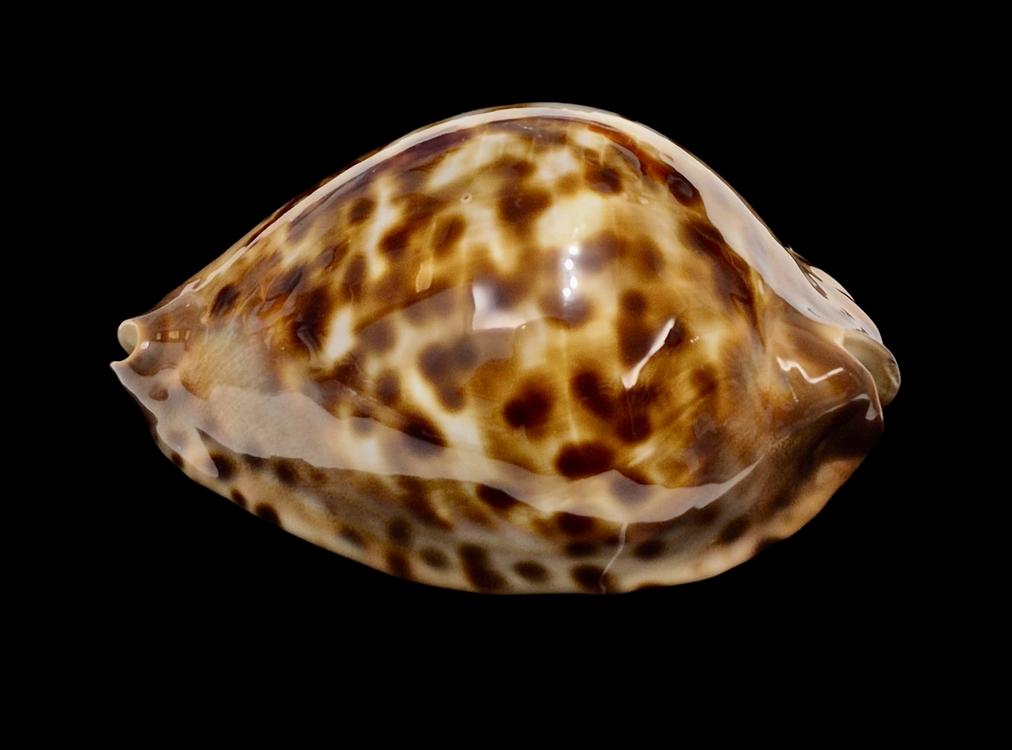 BC149 Zoila jeaniana f. sherylae BIG! - Image 3