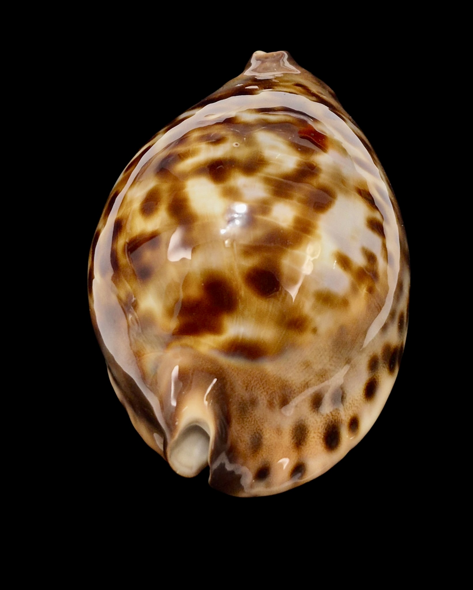 BC149 Zoila jeaniana f. sherylae BIG! - Image 4