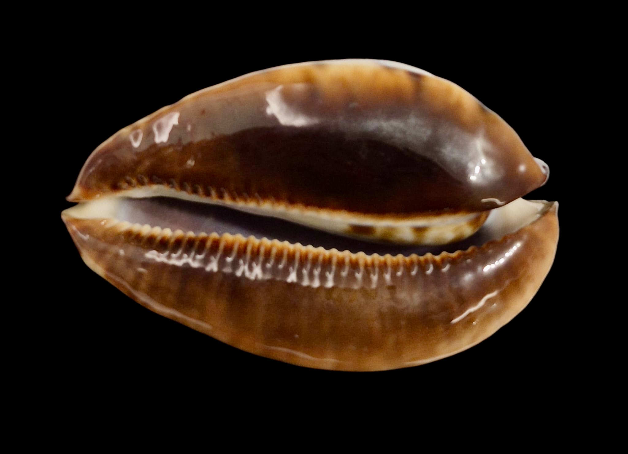 BC149 Zoila jeaniana f. sherylae BIG! - Image 5