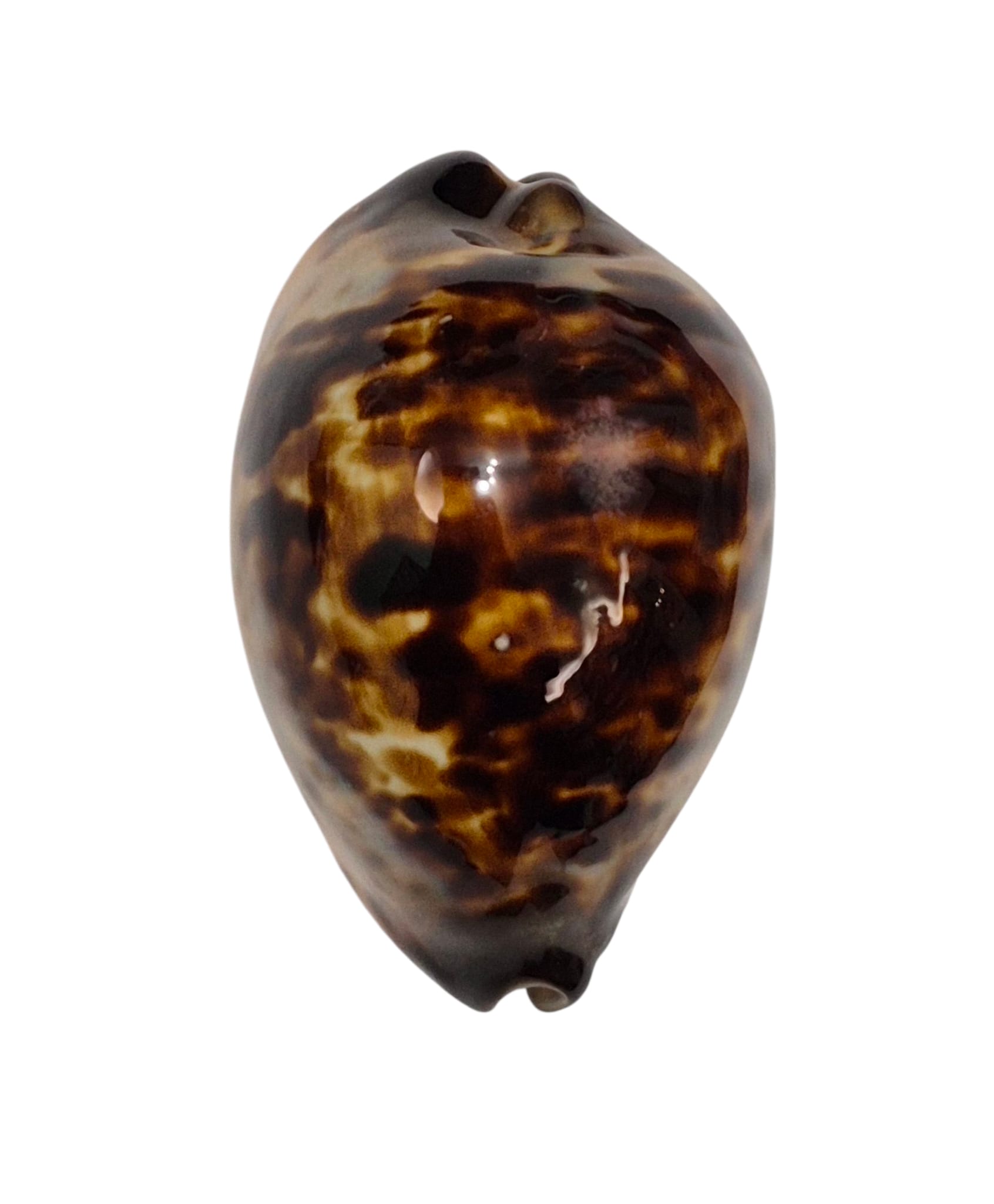 BC151 Zoila eludens delicatura NICE - Image 6