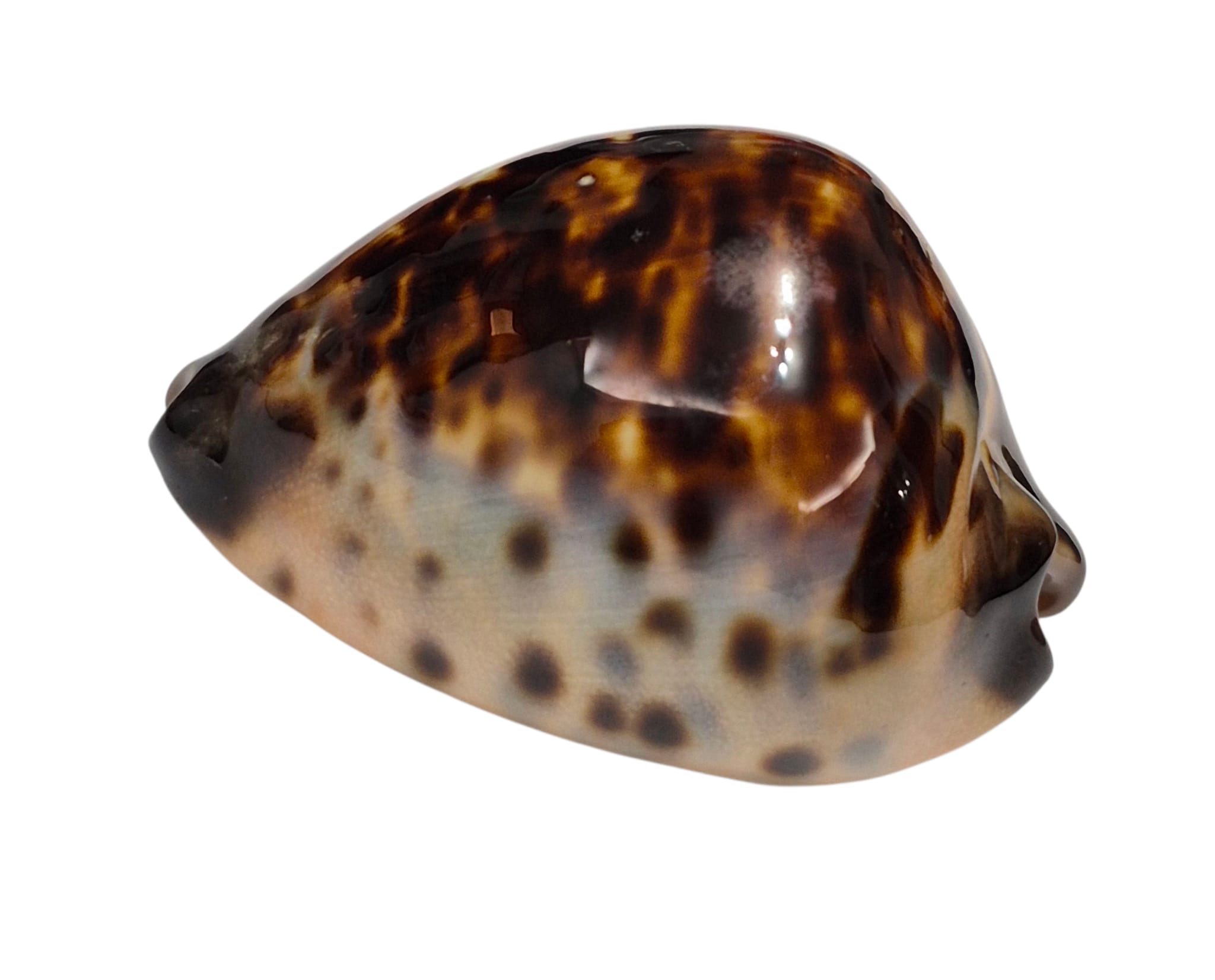 BC151 Zoila eludens delicatura NICE - Image 7