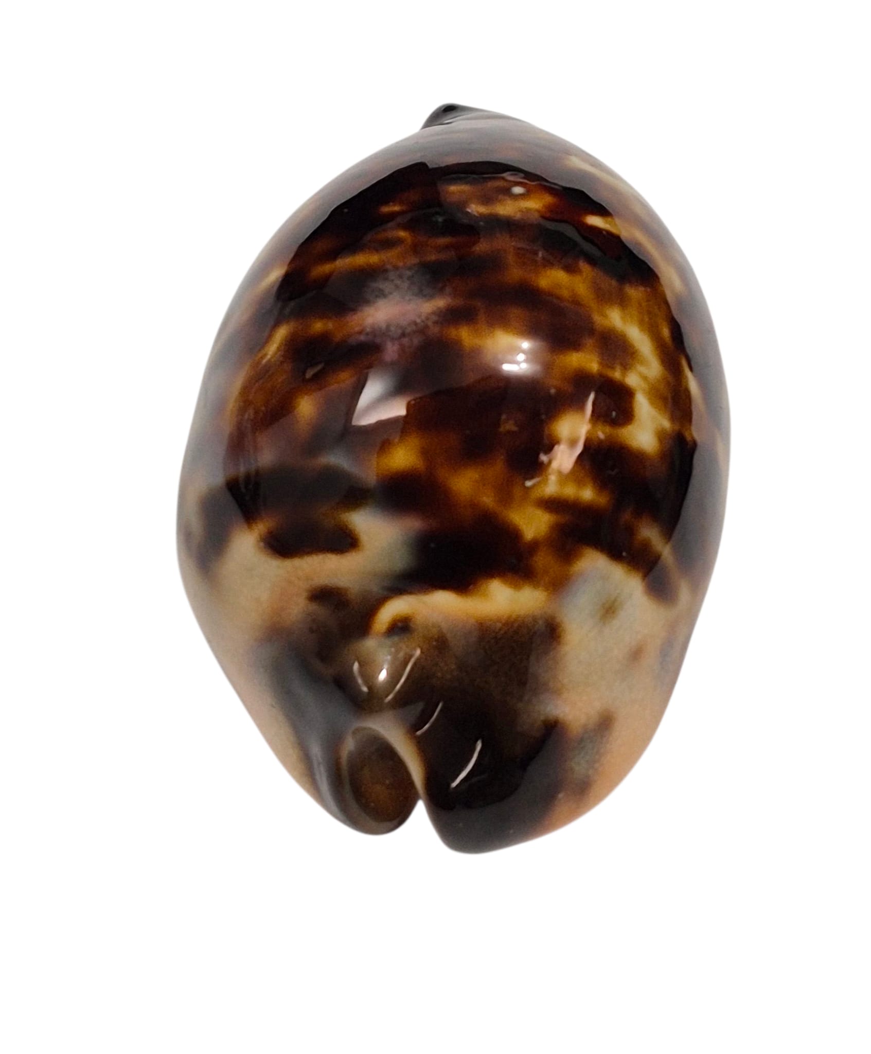 BC151 Zoila eludens delicatura NICE - Image 2