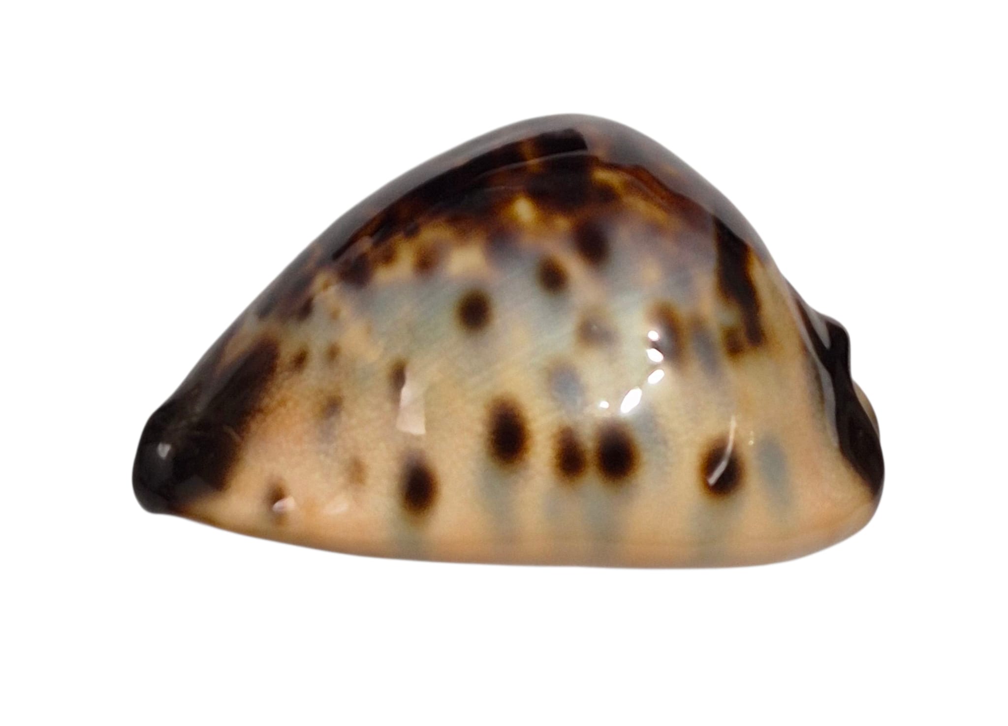 BC151 Zoila eludens delicatura NICE - Image 3