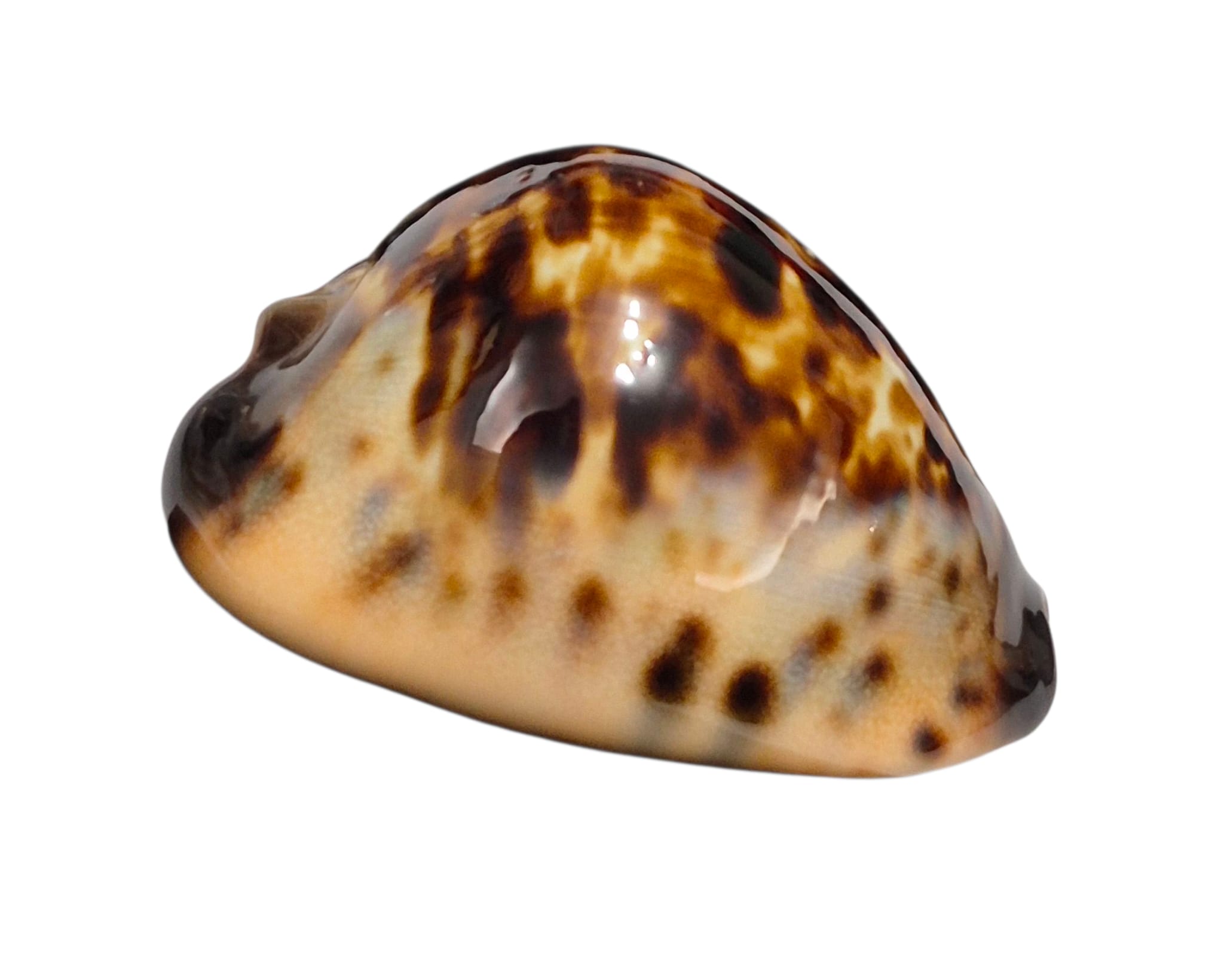 BC151 Zoila eludens delicatura NICE - Image 4