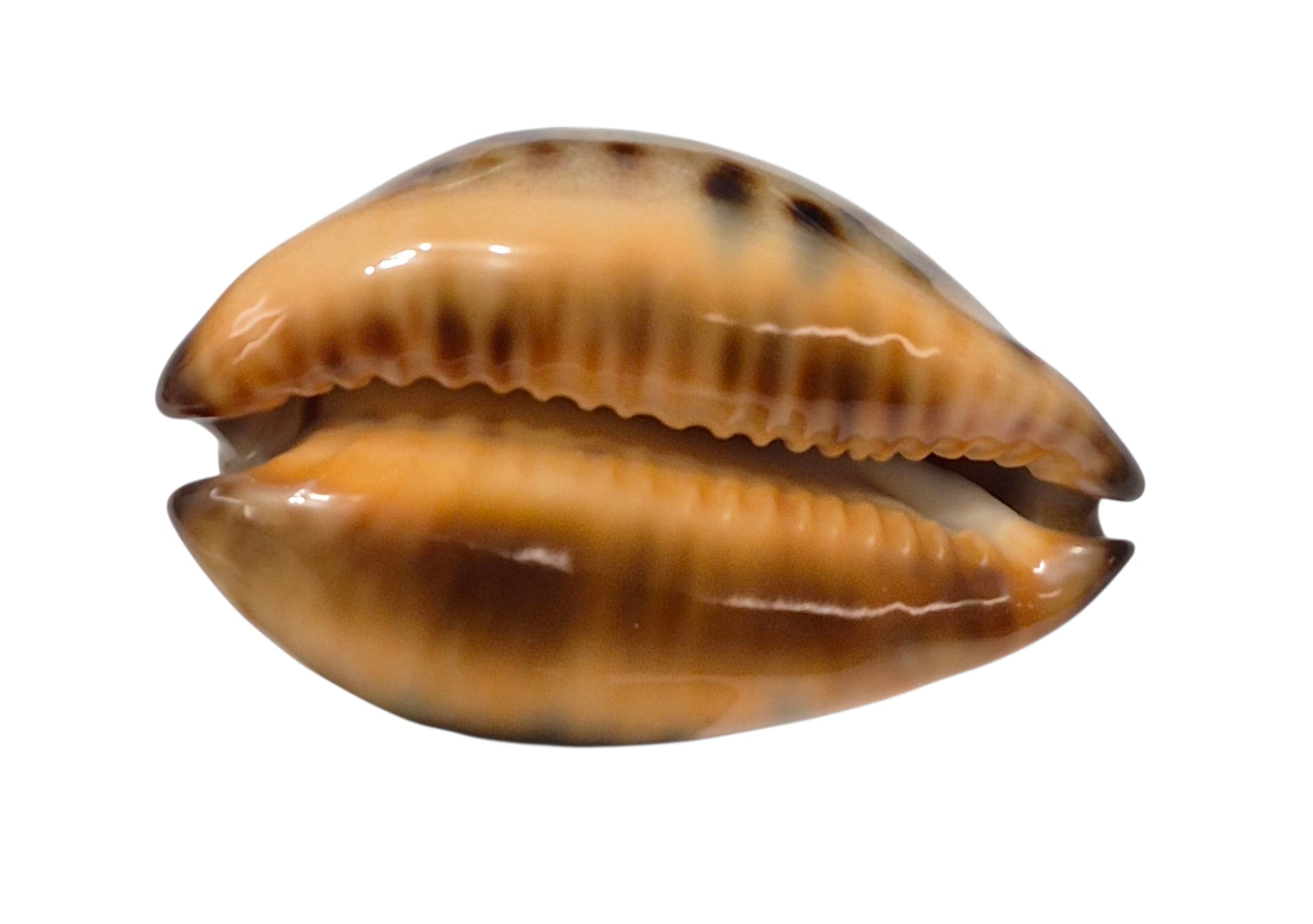 BC151 Zoila eludens delicatura NICE - Image 5