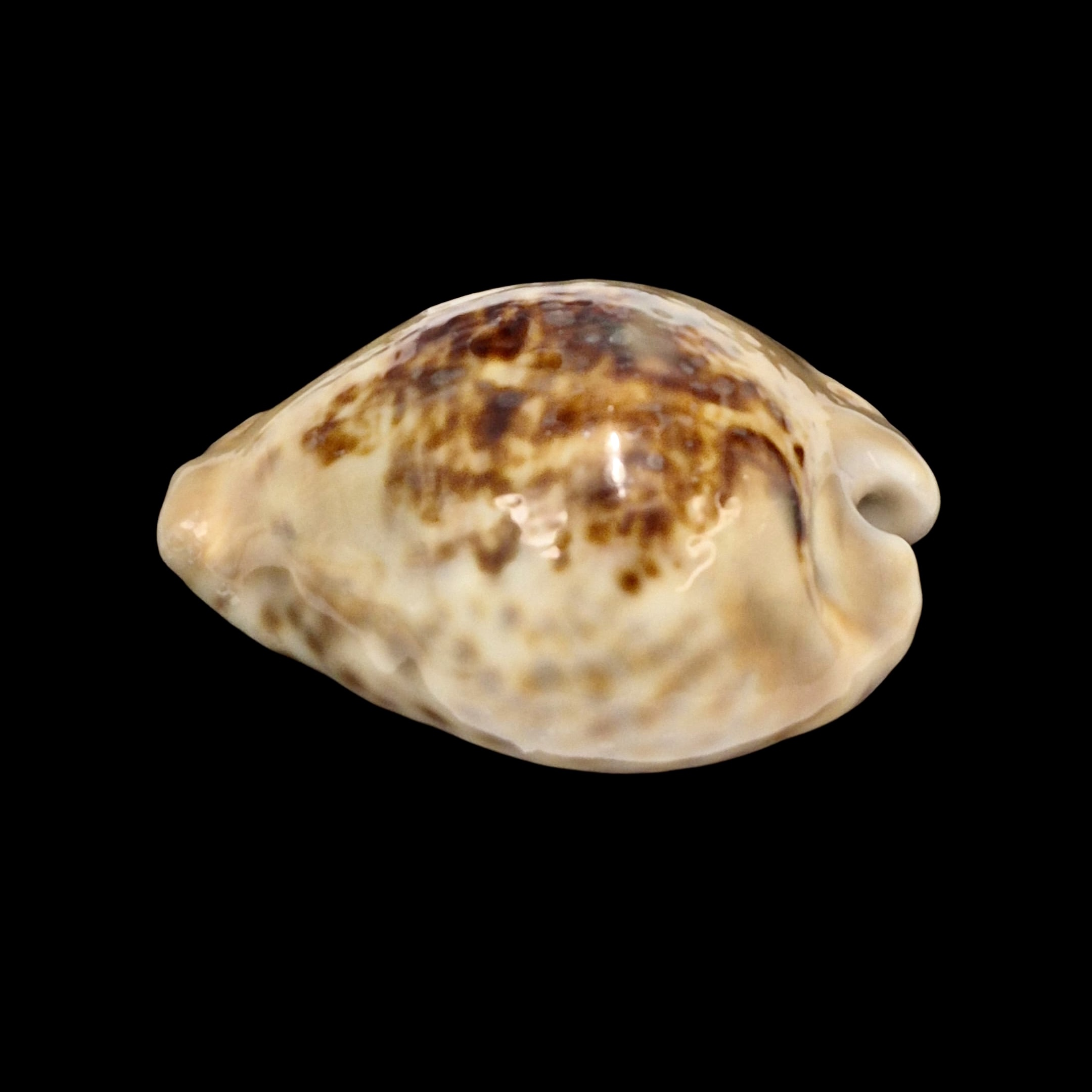 BC154 Barycypraea teulerei - HUGE and HEAVY - Image 3