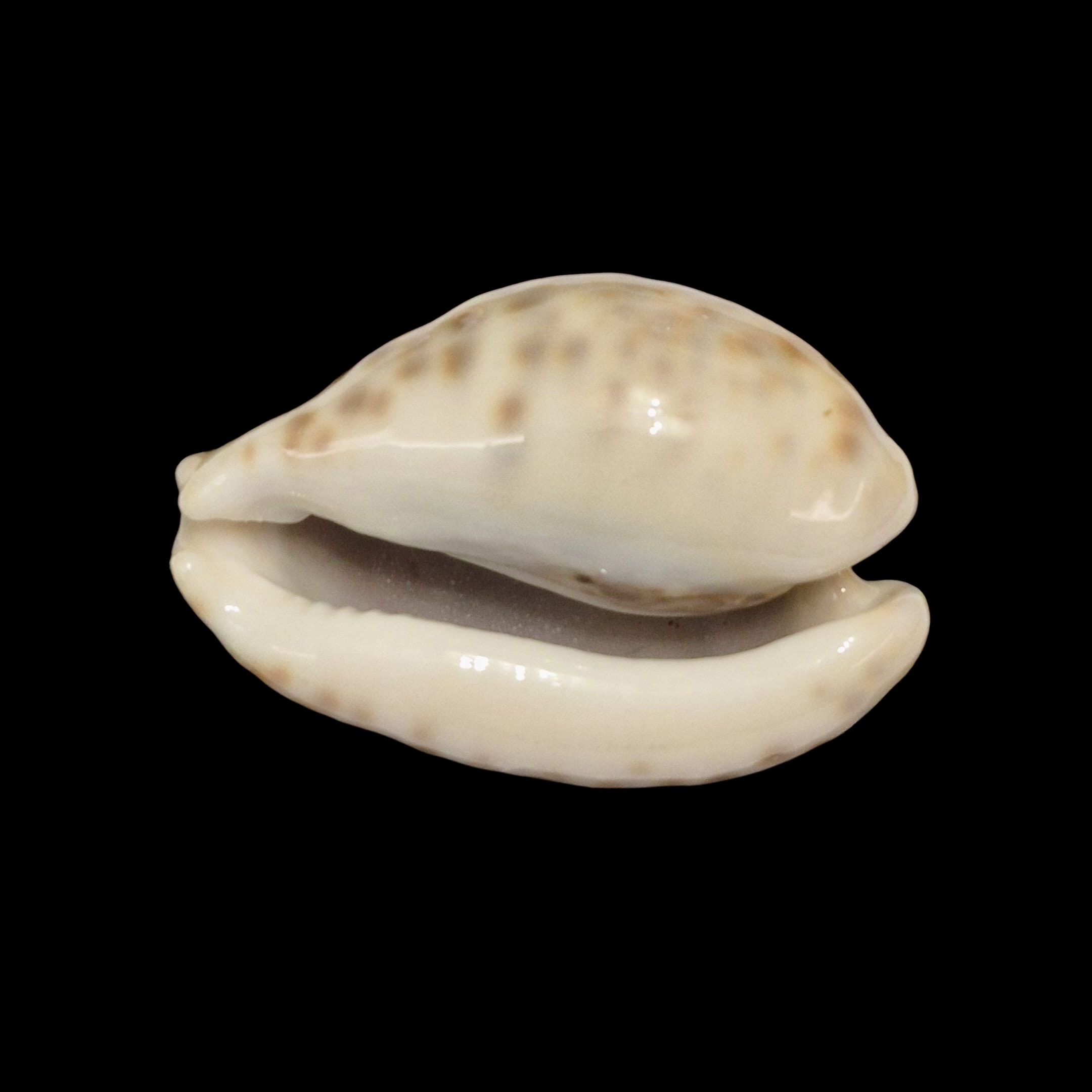 BC154 Barycypraea teulerei - HUGE and HEAVY - Image 4