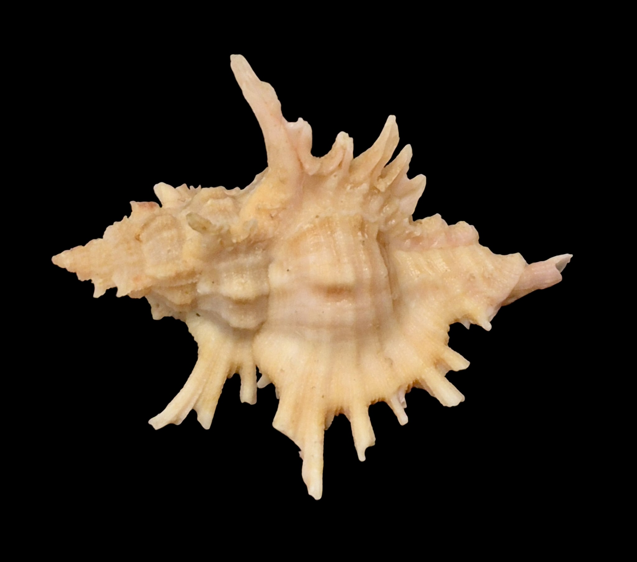 BC158 Chicoreus corrugatus TOP - Image 2
