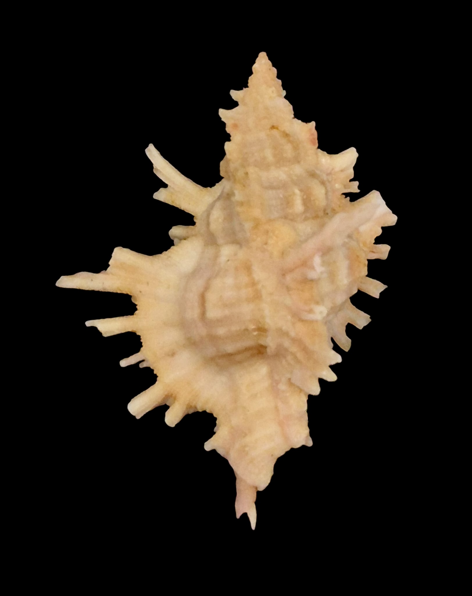 BC158 Chicoreus corrugatus TOP - Image 3