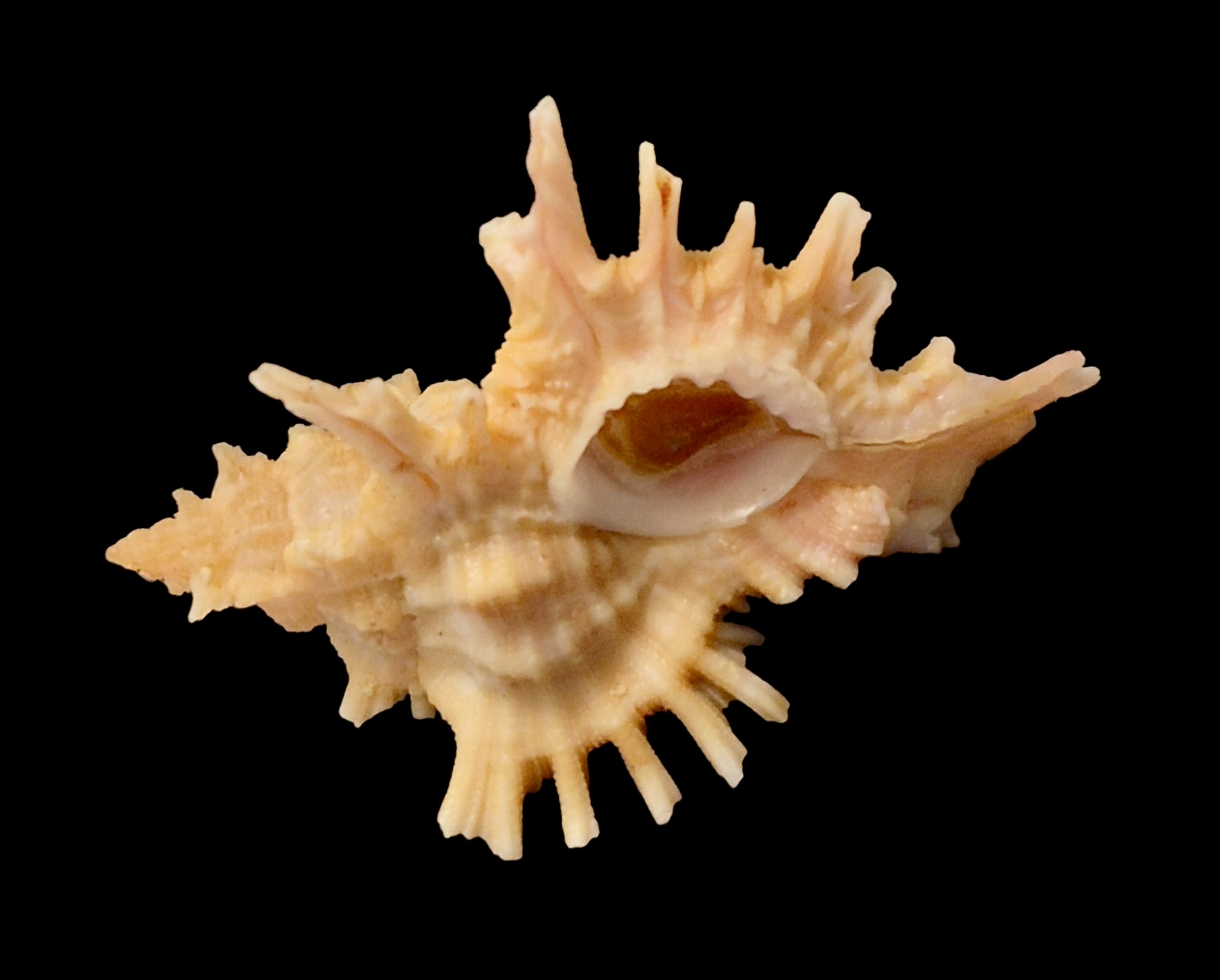 BC158 Chicoreus corrugatus TOP - Image 4