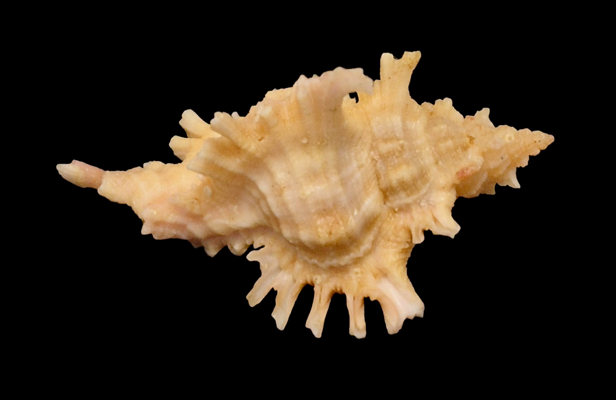 BC158 Chicoreus corrugatus TOP - Image 5