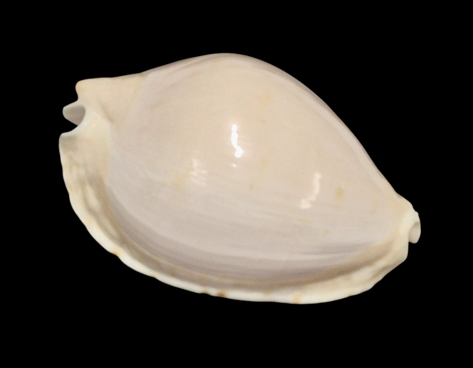 BC159 Zoila marginata nudispira TOP - Image 2