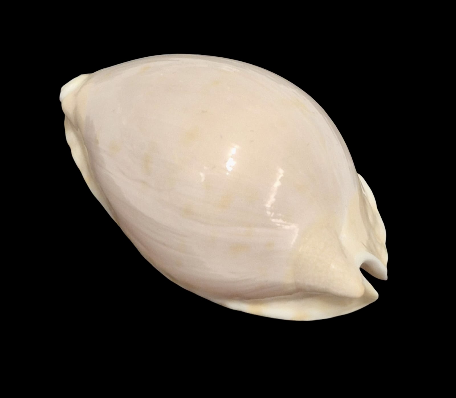 BC159 Zoila marginata nudispira TOP - Image 3