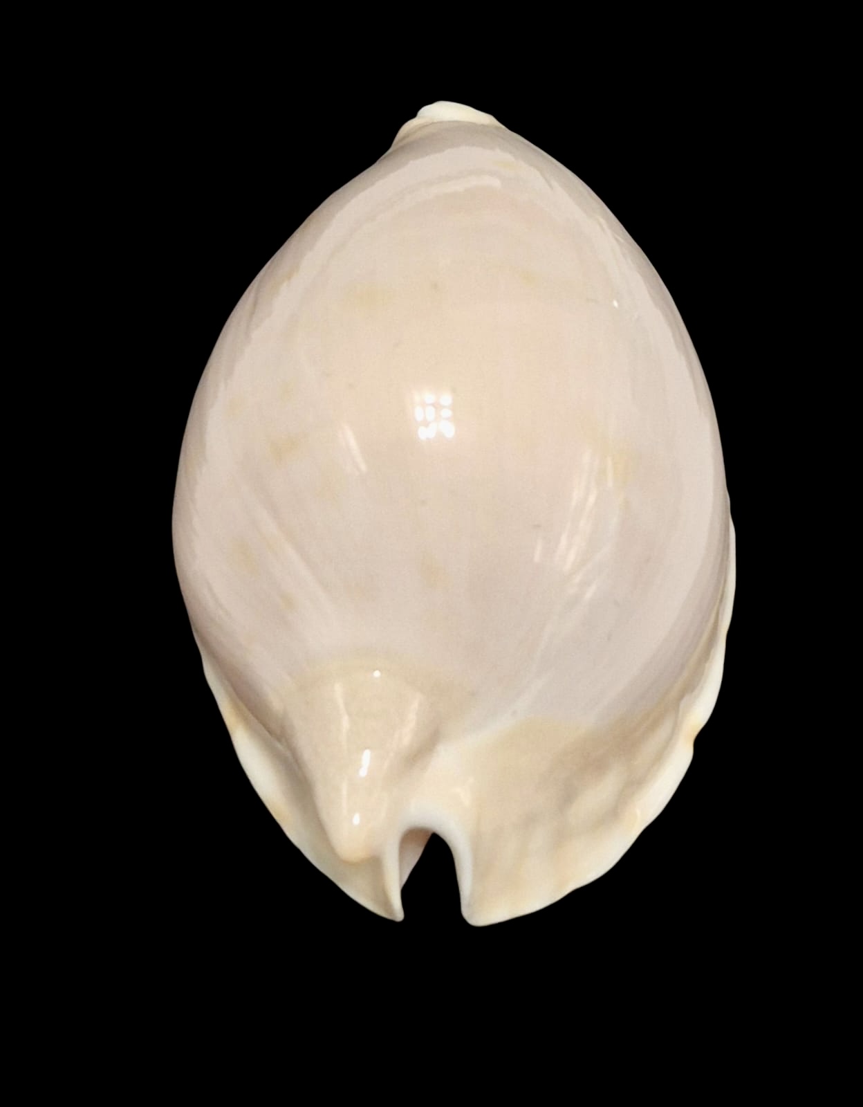 BC159 Zoila marginata nudispira TOP - Image 4