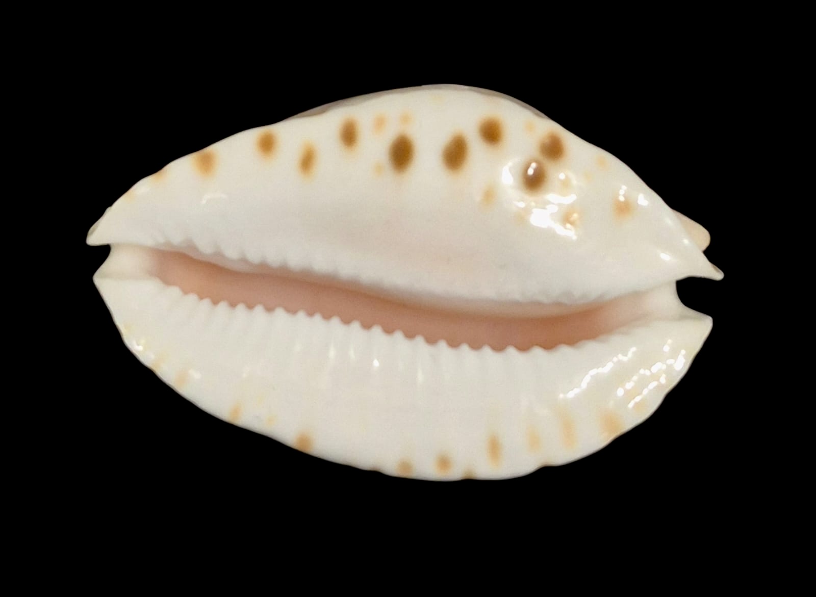 BC159 Zoila marginata nudispira TOP - Image 5