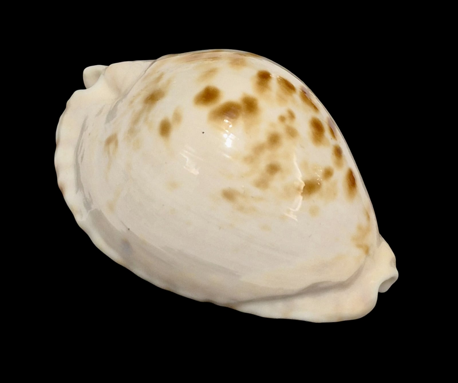 BC160 Zoila orientalis raybaudii NICE - Image 2