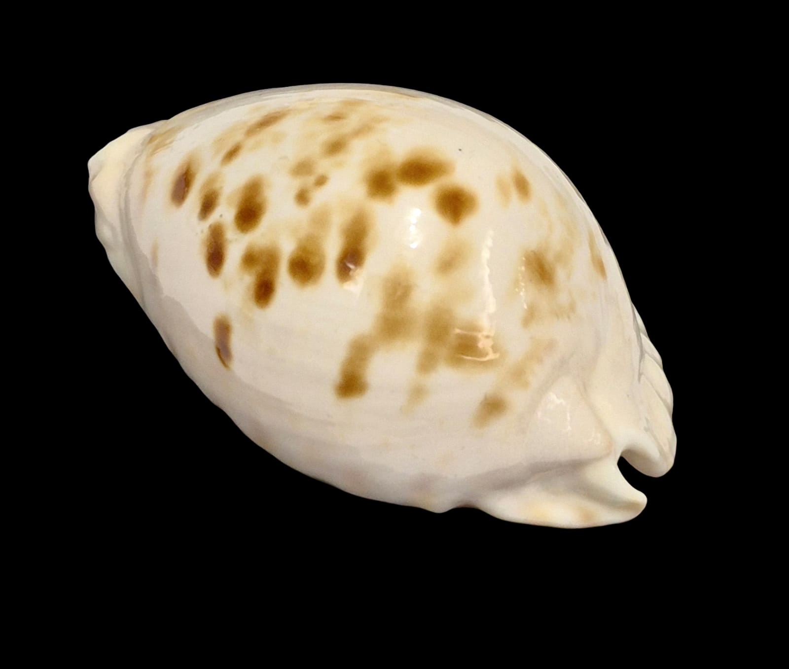 BC160 Zoila orientalis raybaudii NICE - Image 3