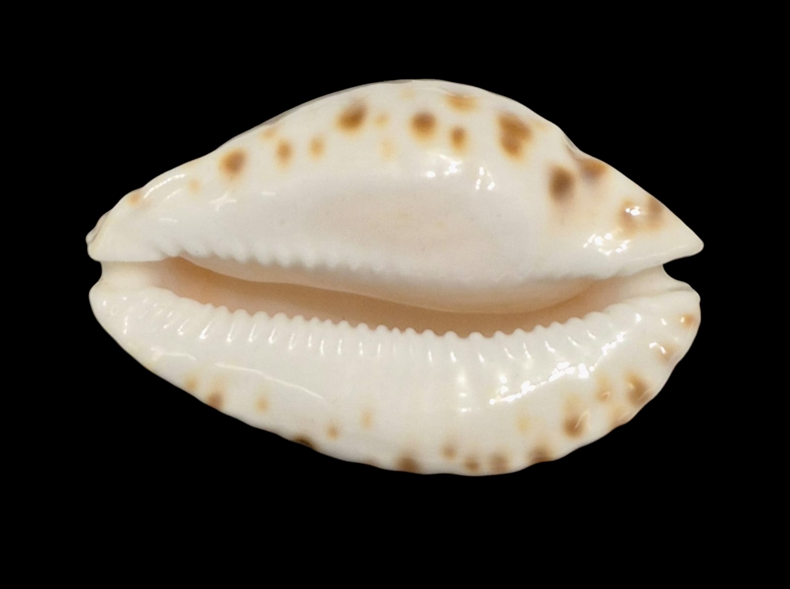 BC160 Zoila orientalis raybaudii NICE - Image 4