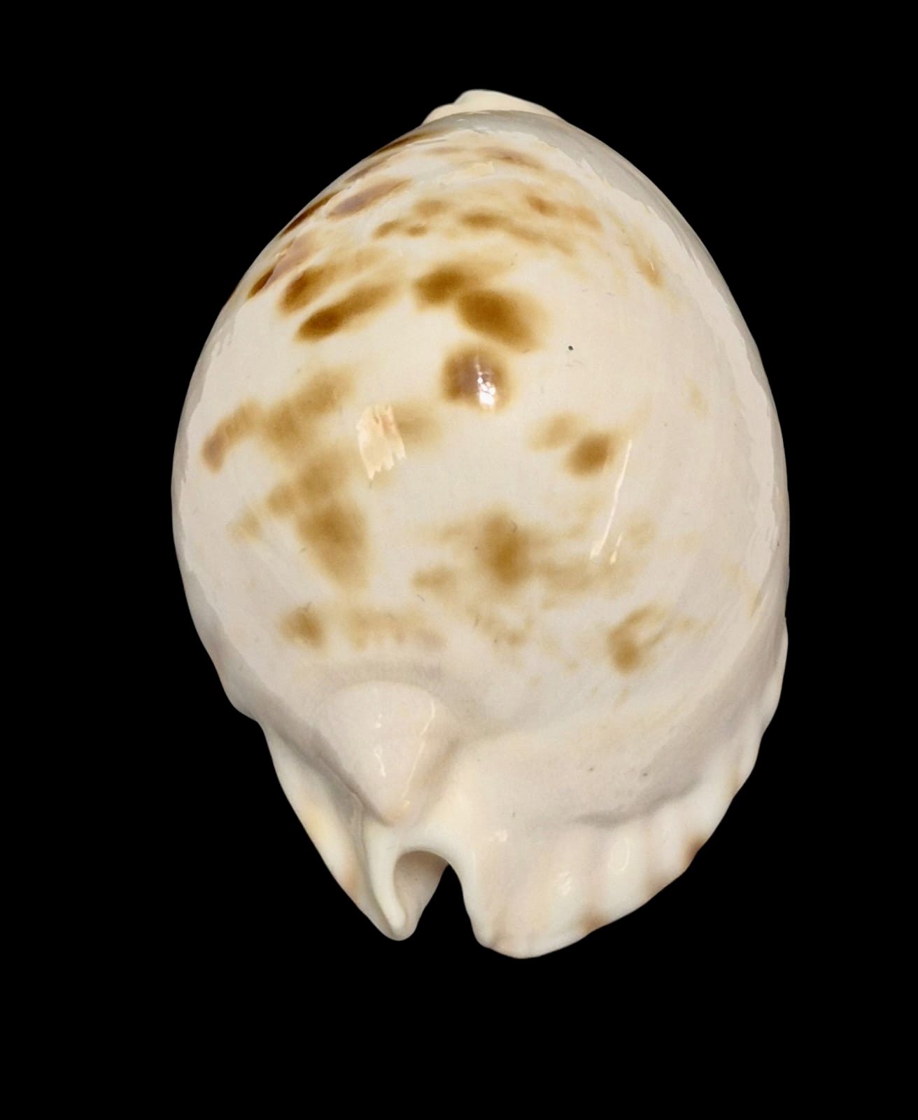 BC160 Zoila orientalis raybaudii NICE - Image 5