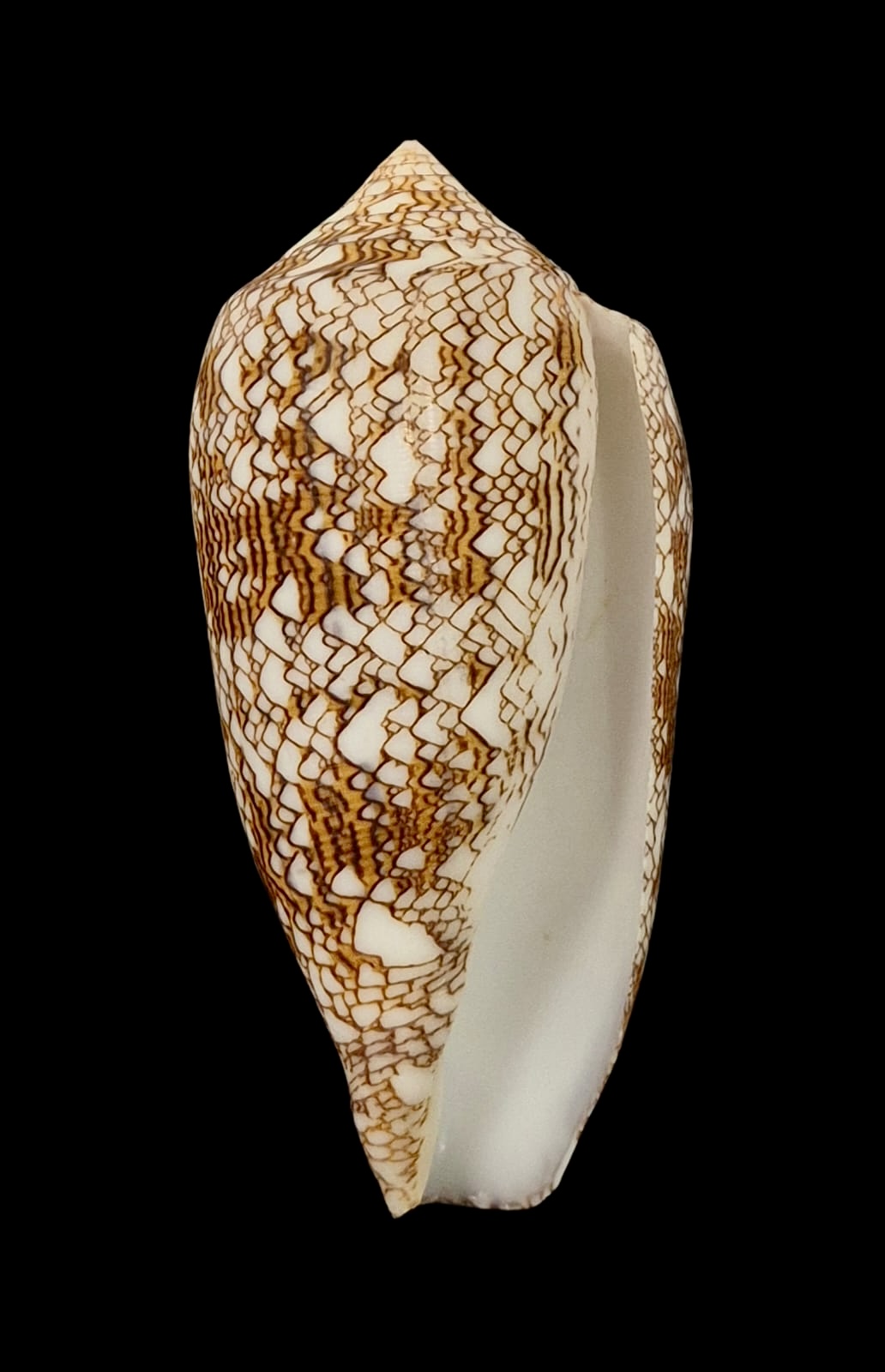 BC115 Conus textile HUGE - Image 2