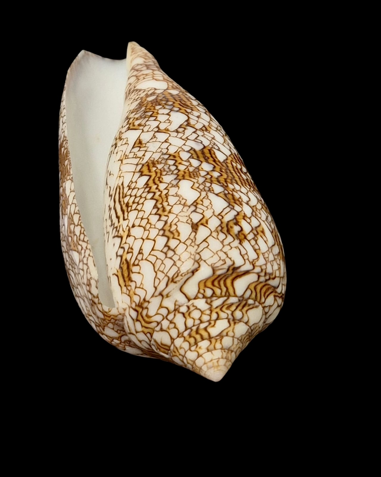 BC115 Conus textile HUGE - Image 4