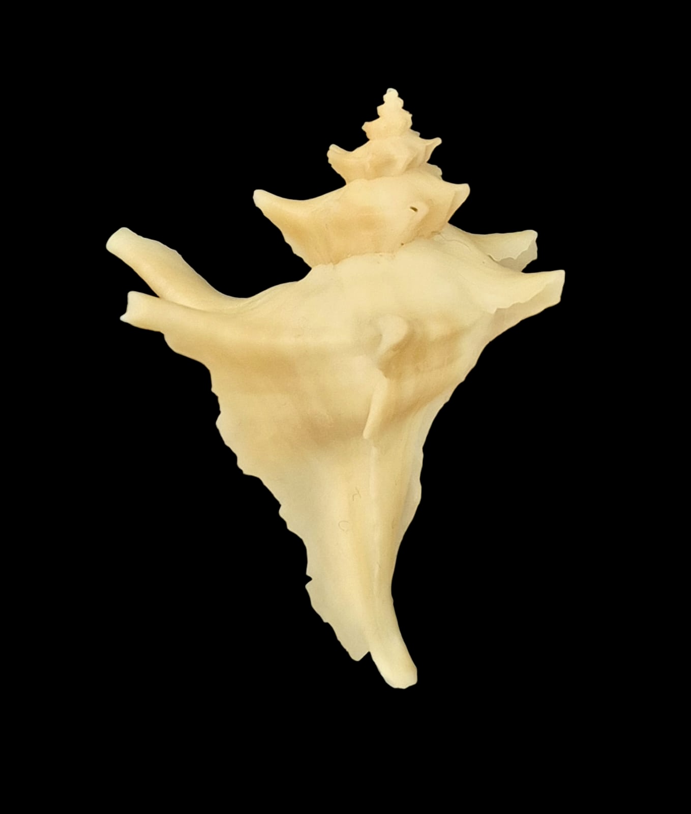 BC142 Austrotrophon catalinensis VERY RARE!! - Image 5