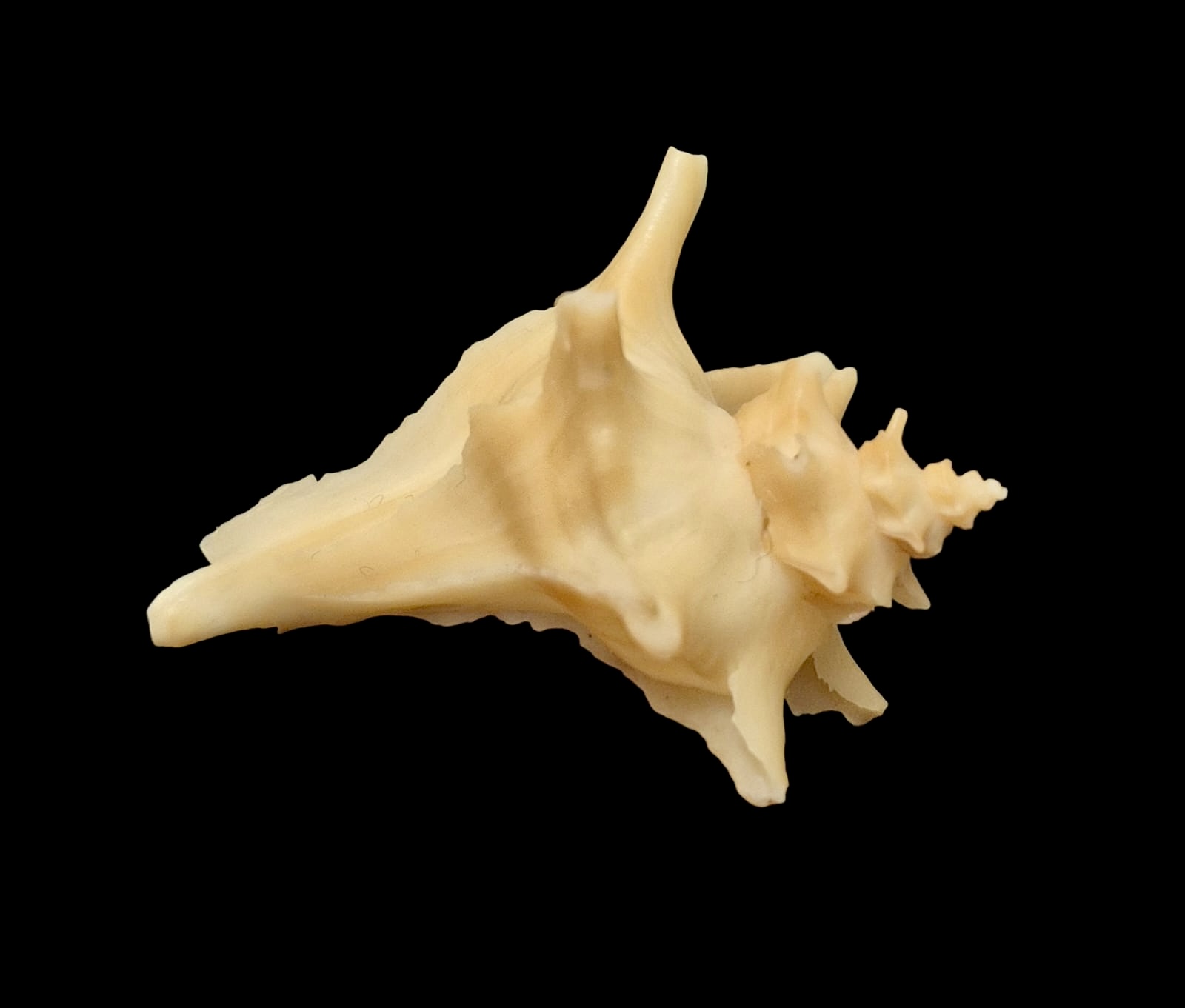 BC142 Austrotrophon catalinensis VERY RARE!! - Image 2