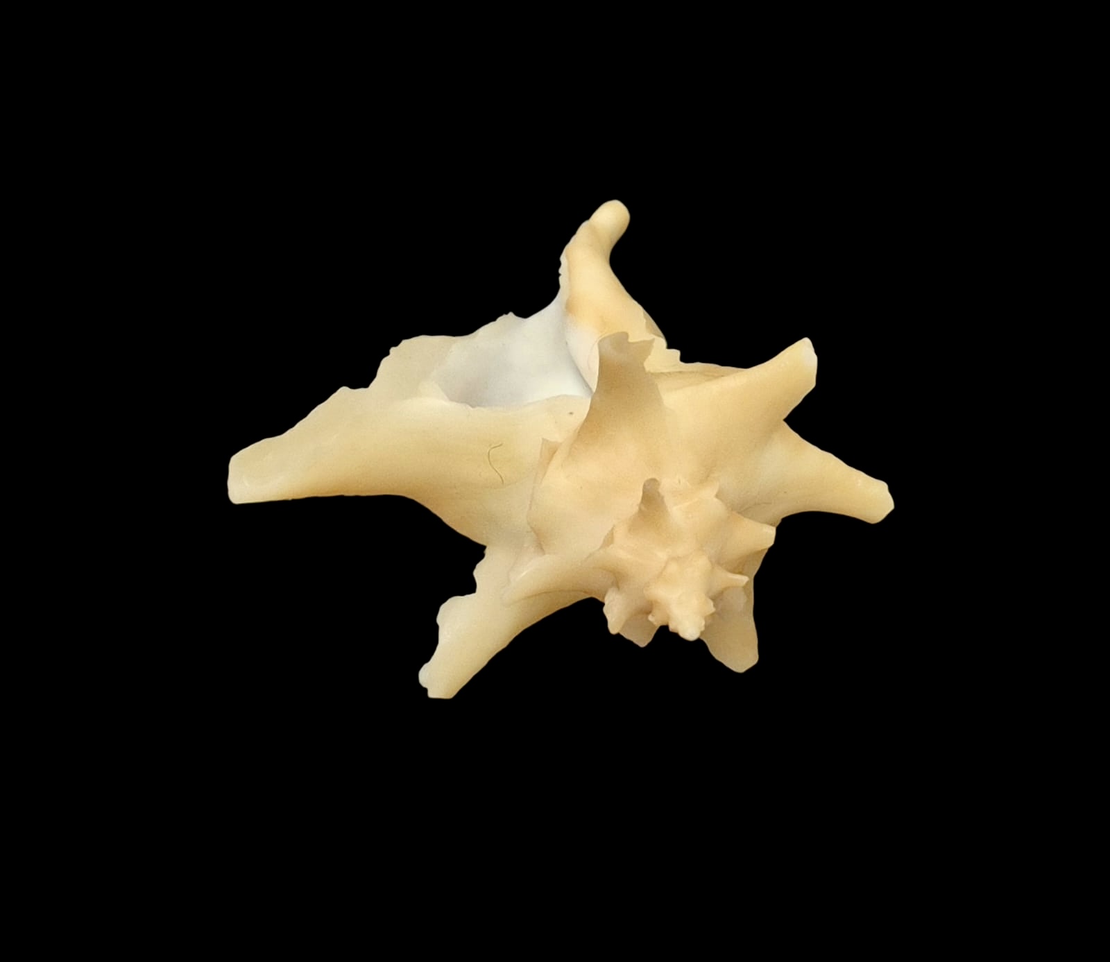 BC142 Austrotrophon catalinensis VERY RARE!! - Image 3