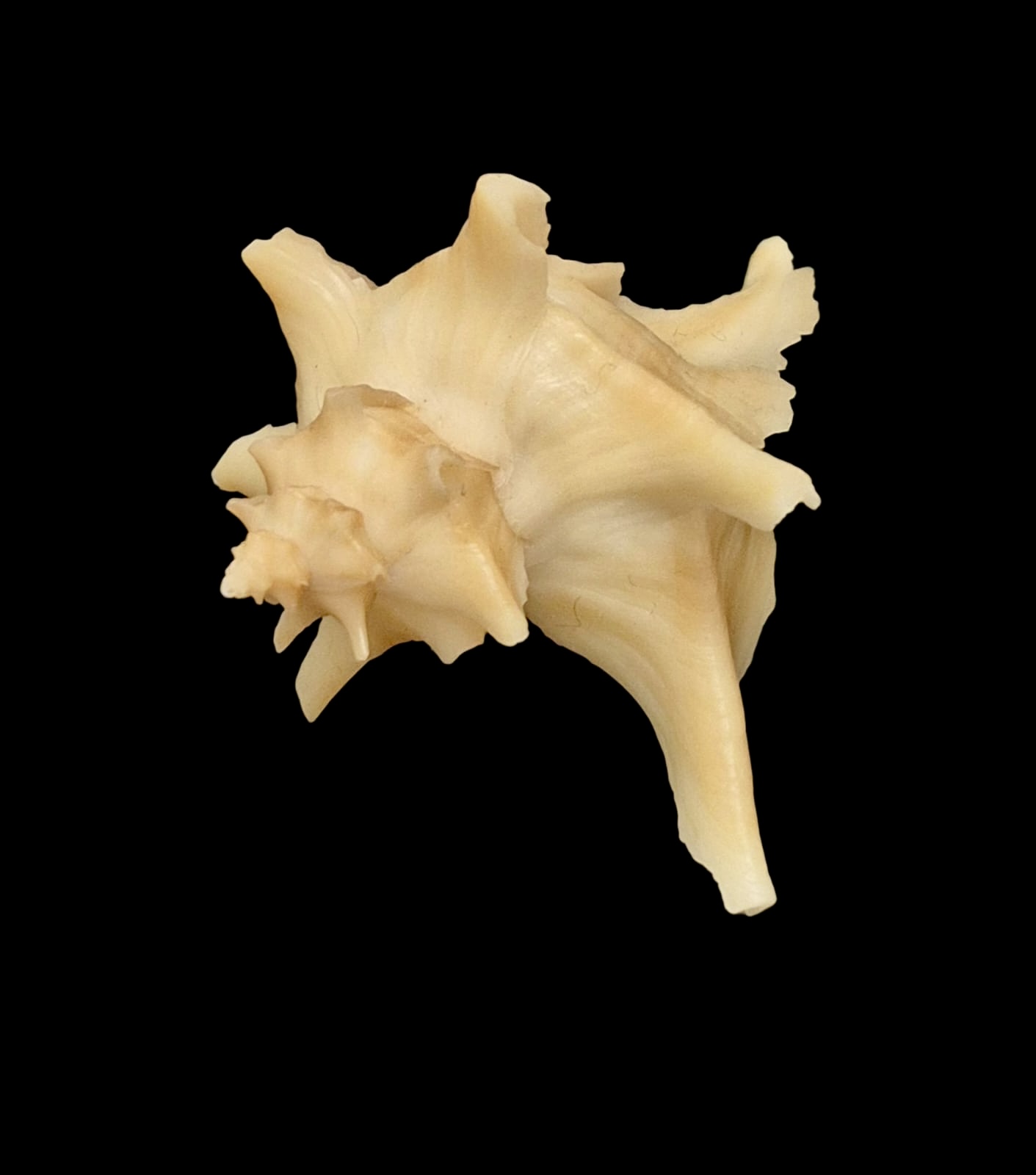 BC142 Austrotrophon catalinensis VERY RARE!! - Image 4