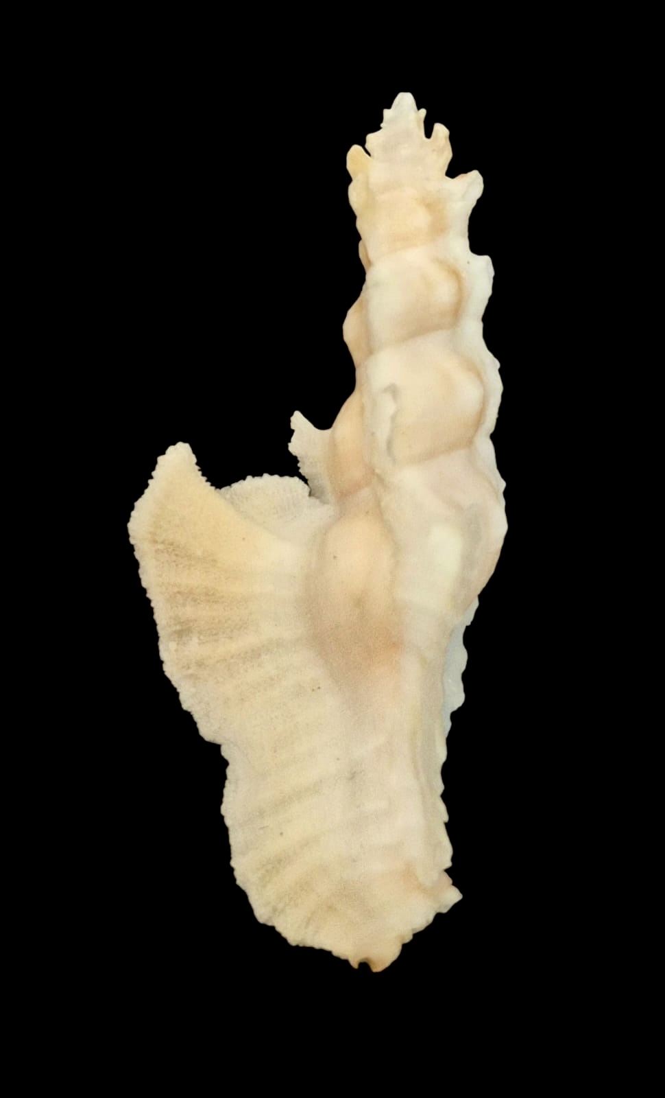 BC117 Pterynotus elongatus BIG - Image 2