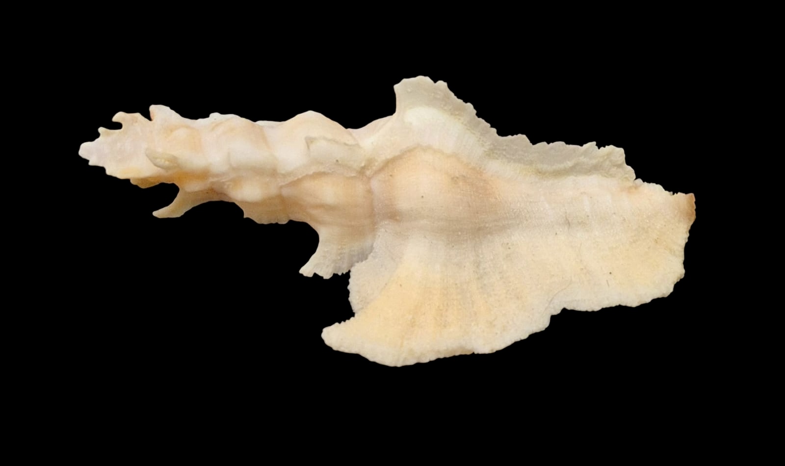 BC117 Pterynotus elongatus BIG - Image 3