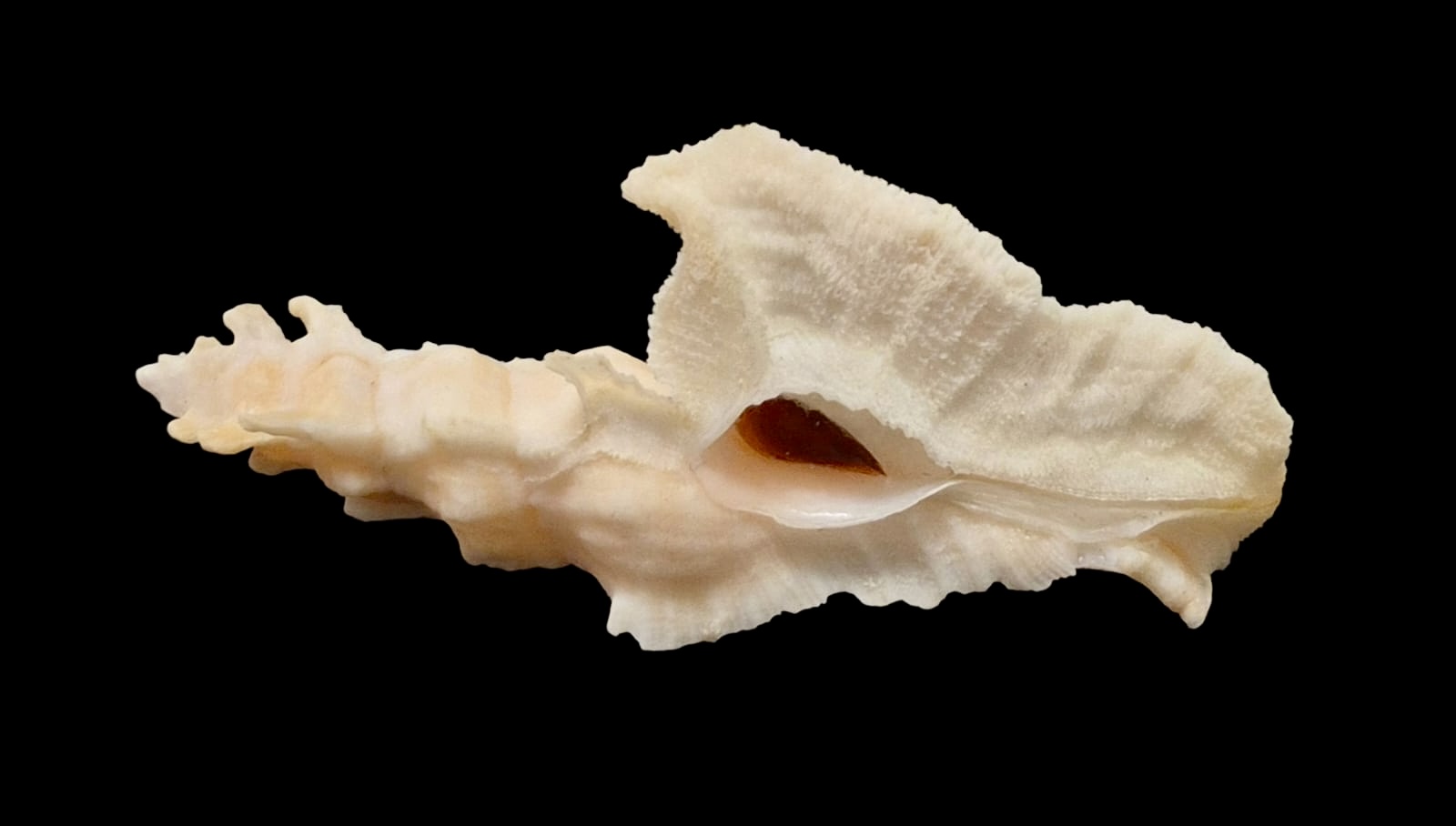 BC117 Pterynotus elongatus BIG - Image 4