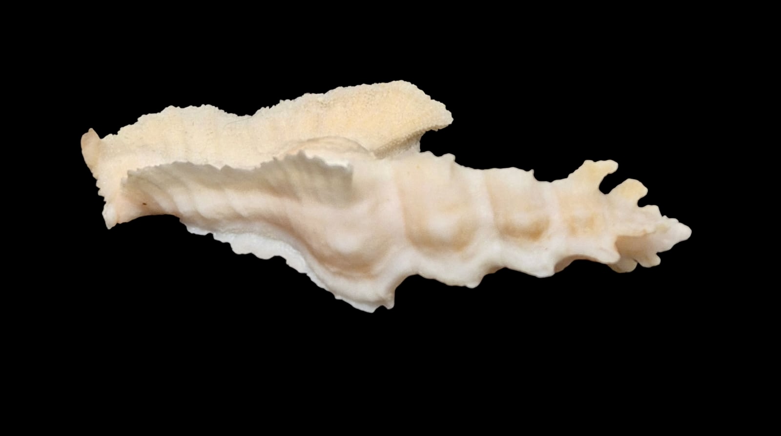 BC117 Pterynotus elongatus BIG - Image 5