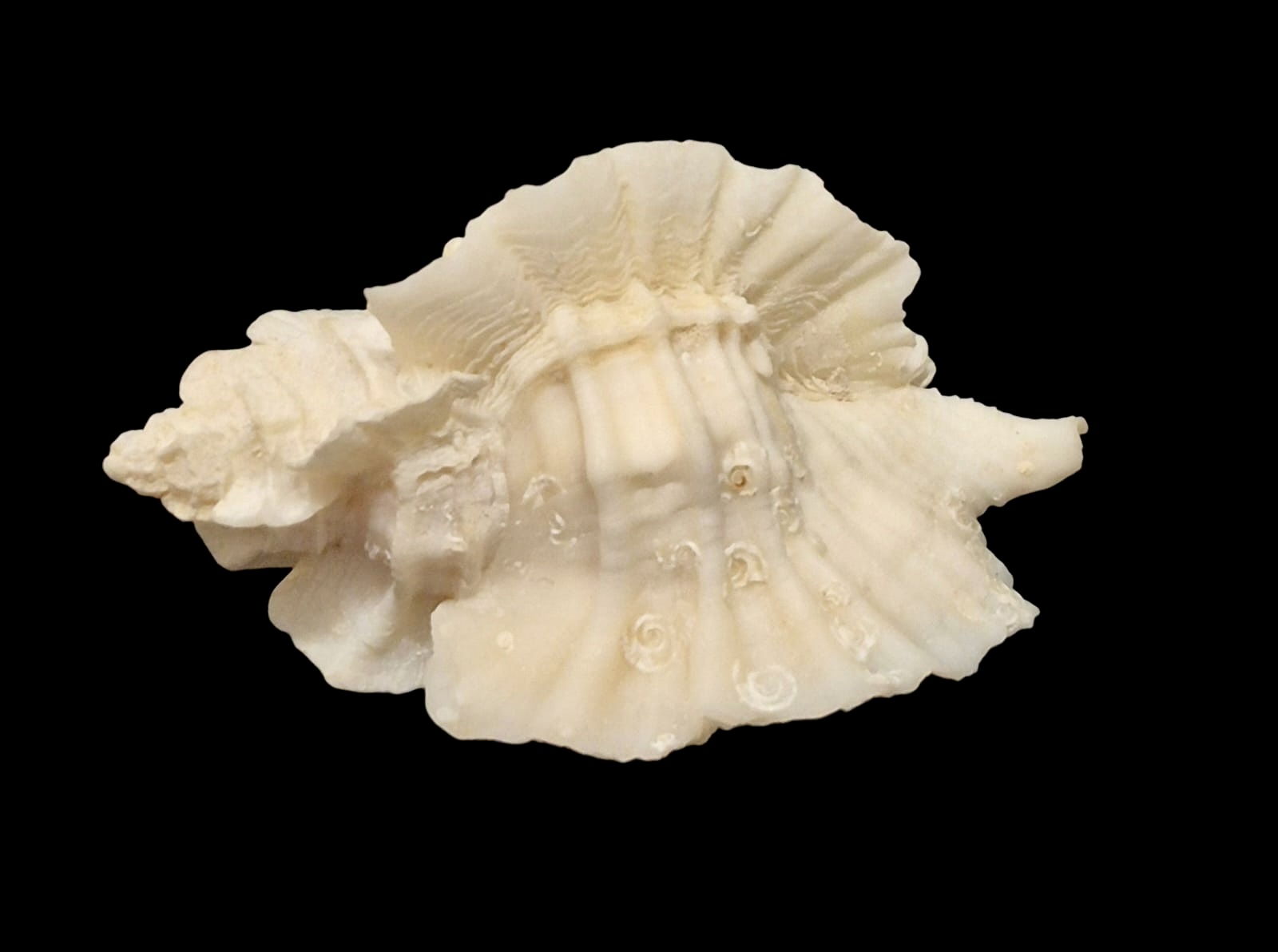 BC118 Ceratostoma foliatum w/o - Image 6