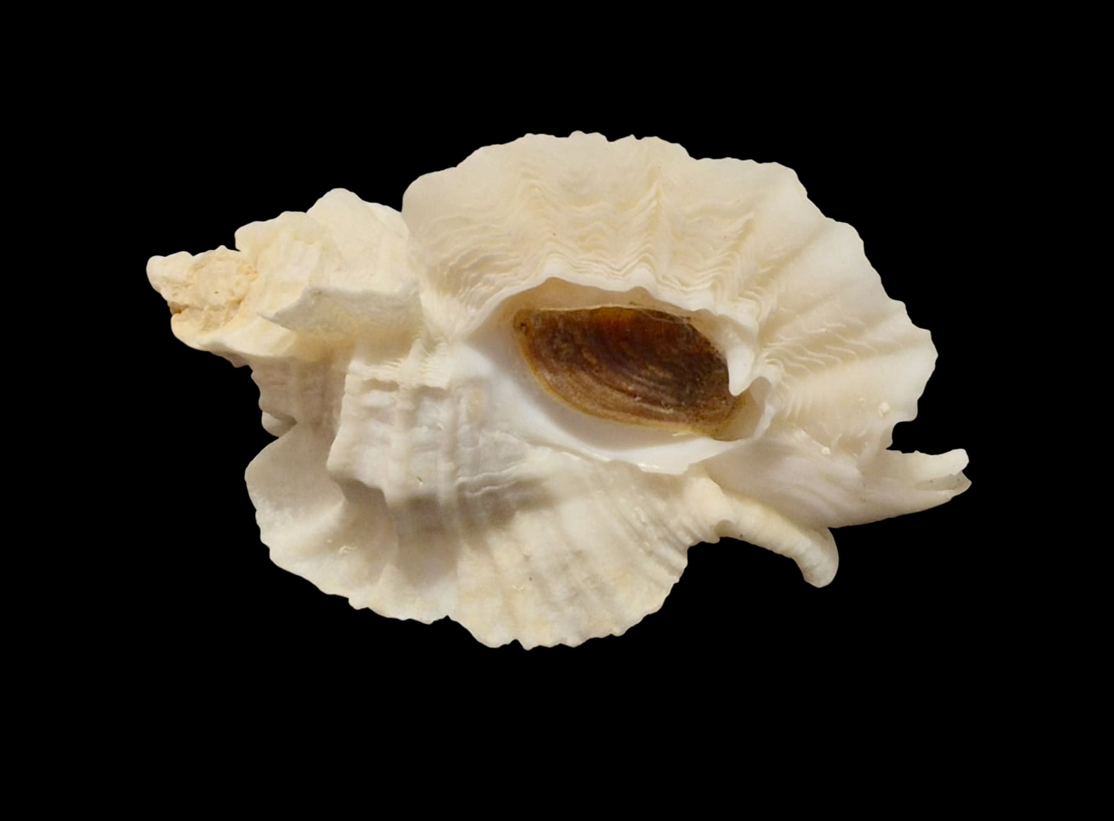 BC118 Ceratostoma foliatum w/o - Image 5