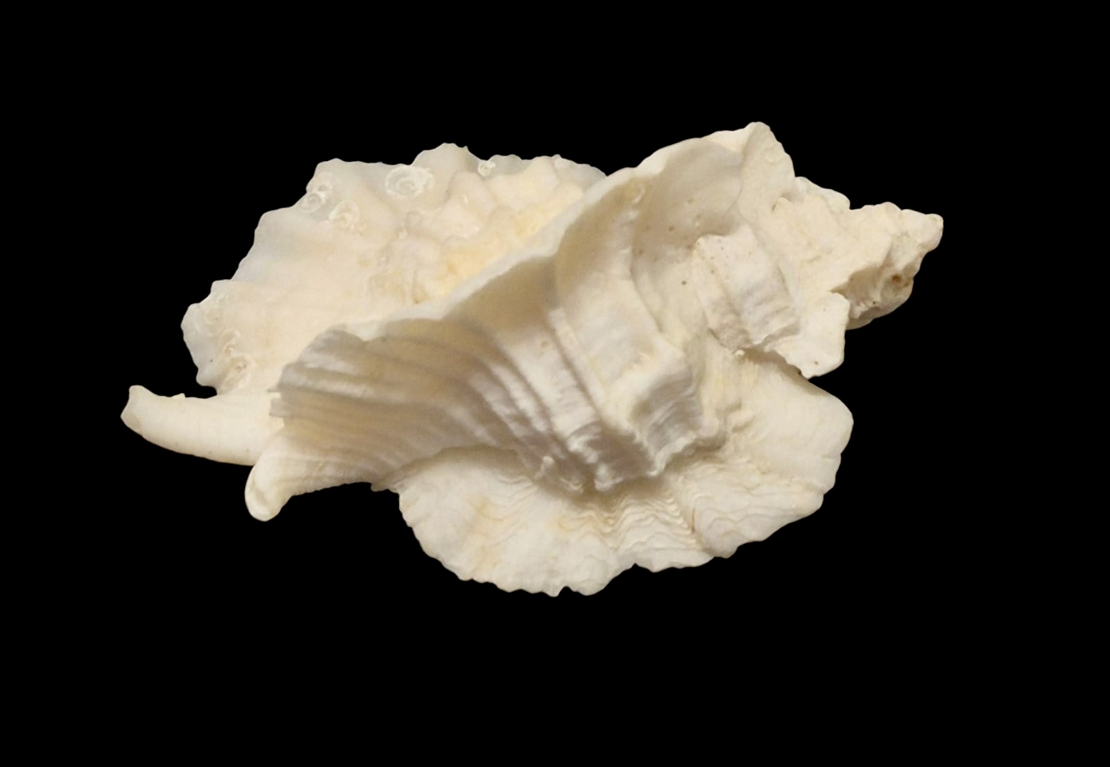 BC118 Ceratostoma foliatum w/o - Image 4