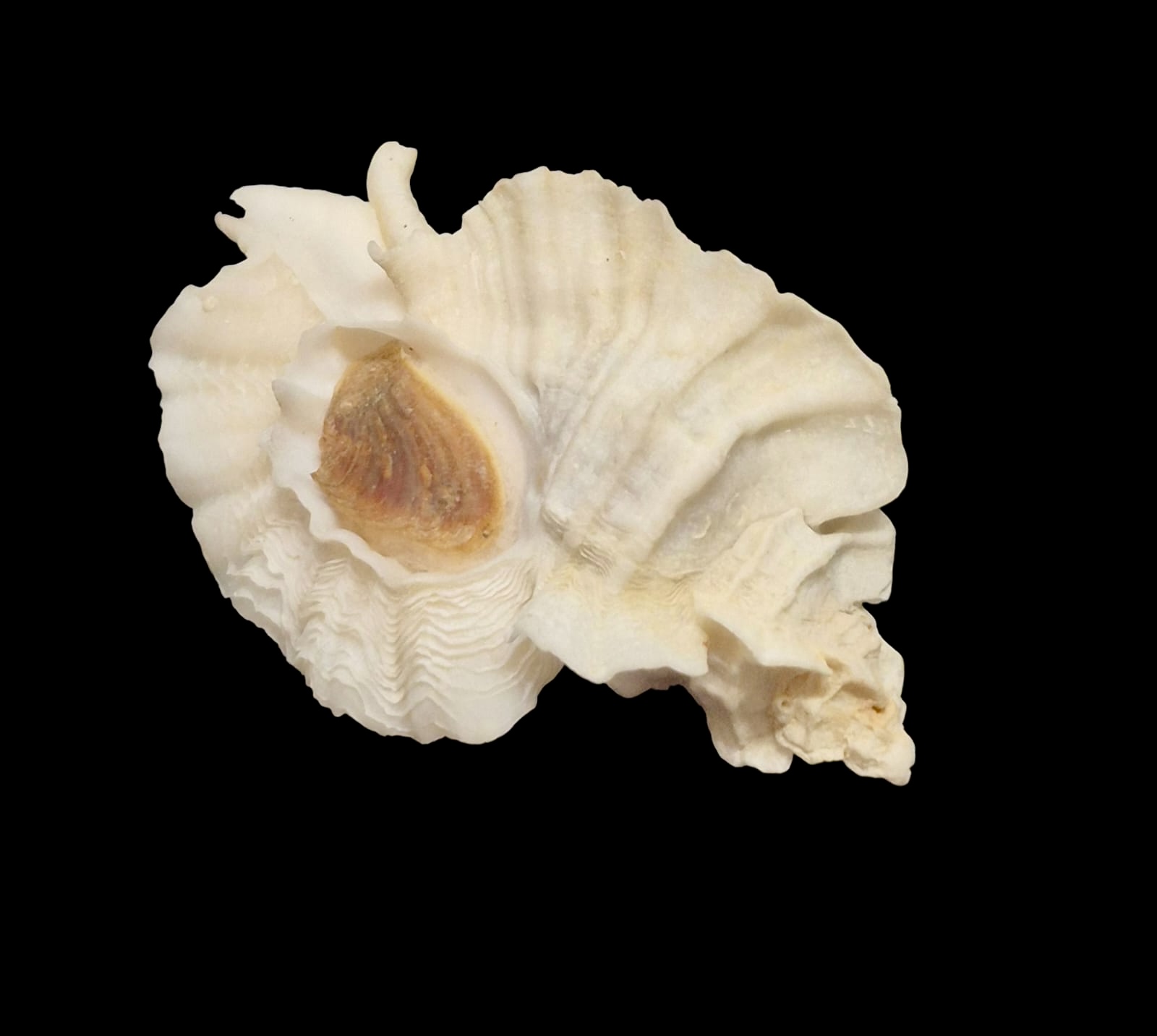 BC118 Ceratostoma foliatum w/o - Image 3