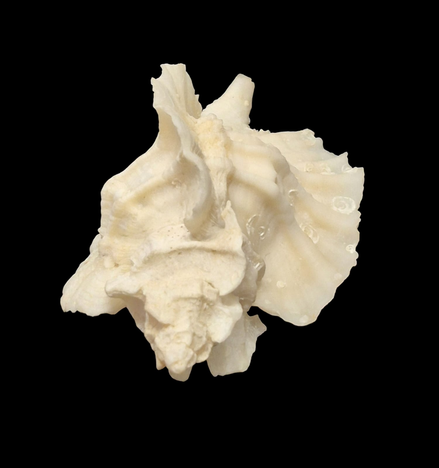 BC118 Ceratostoma foliatum w/o - Image 2