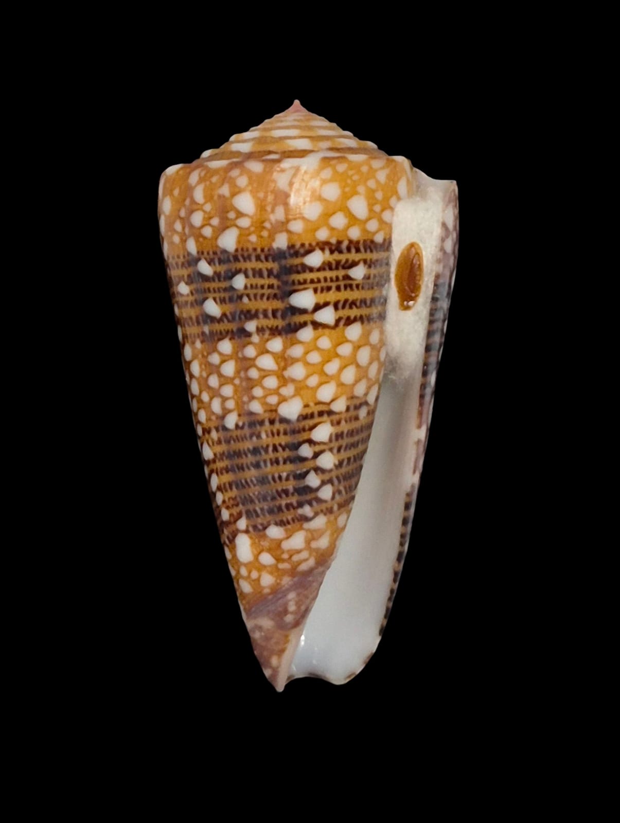 BC122 Conus nobilis victor w/o - Image 2