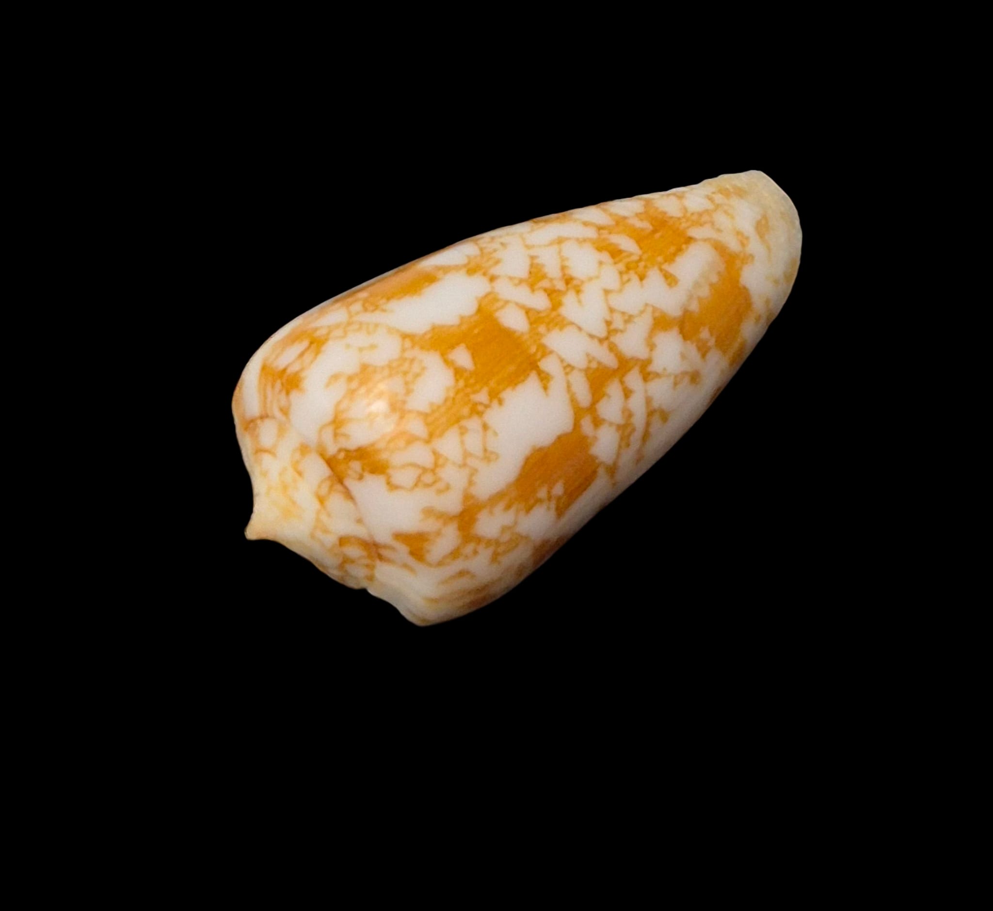 BC125 Conus wittigi w/o - Image 3