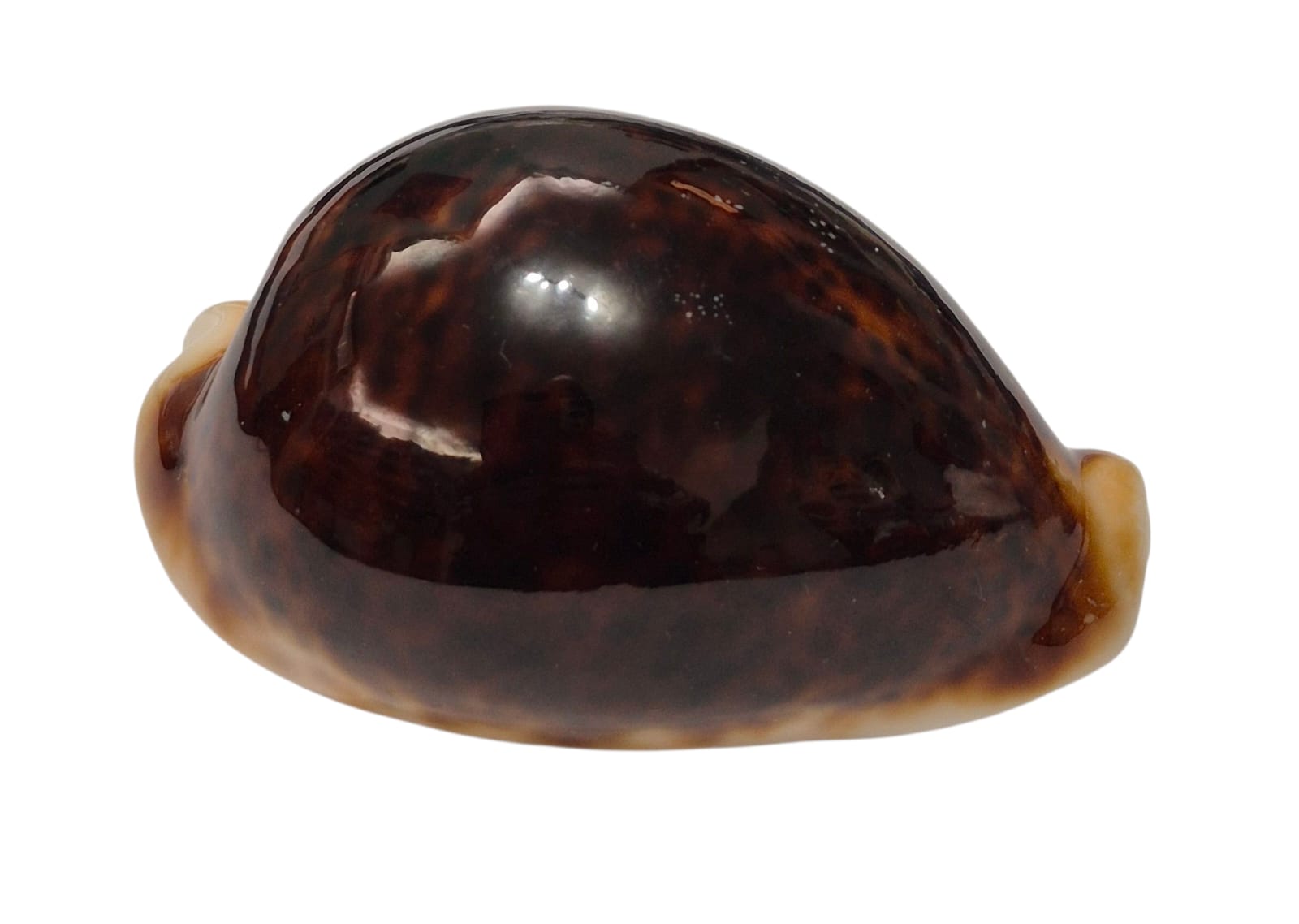 BC129 Cypraea pantherina funebralis DARK RED - Image 2
