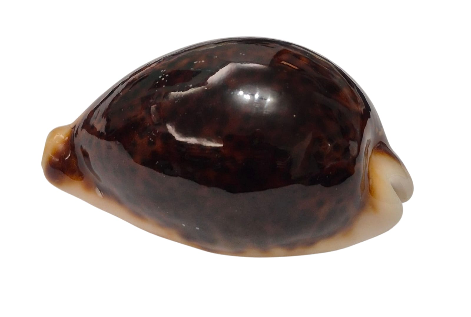 BC129 Cypraea pantherina funebralis DARK RED - Image 3