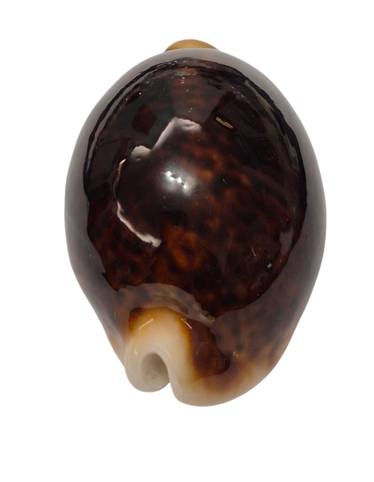 BC129 Cypraea pantherina funebralis DARK RED - Image 4