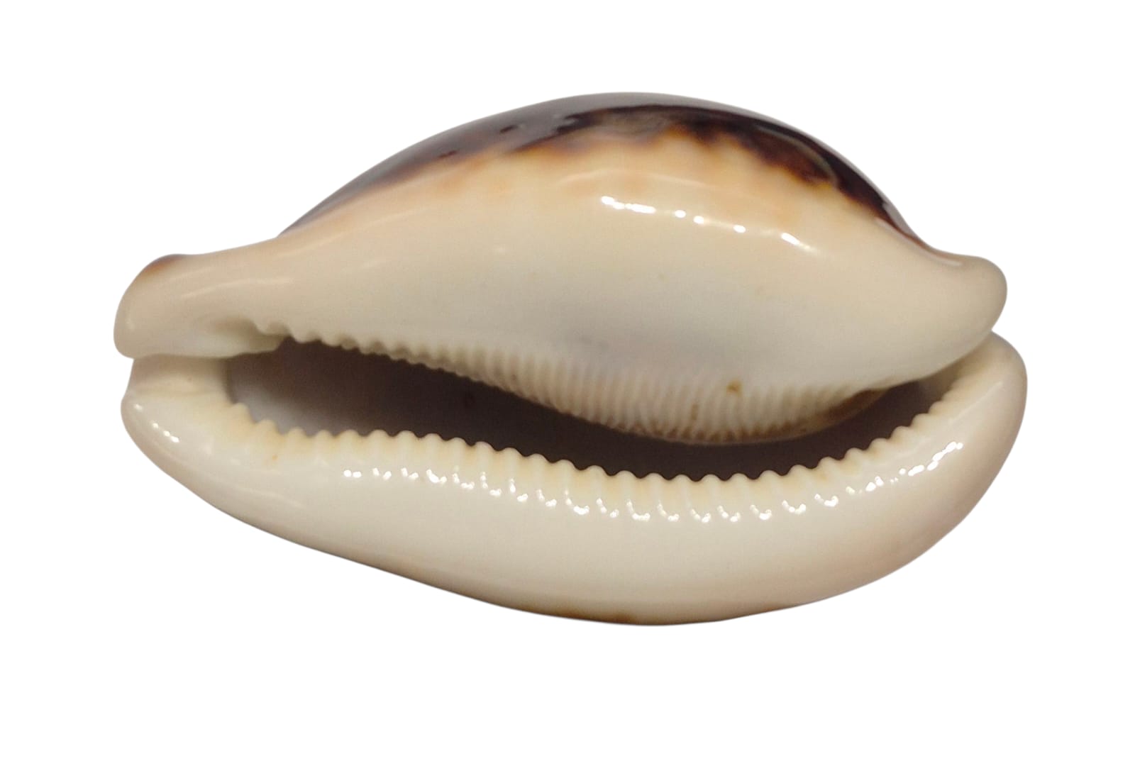 BC129 Cypraea pantherina funebralis DARK RED - Image 5